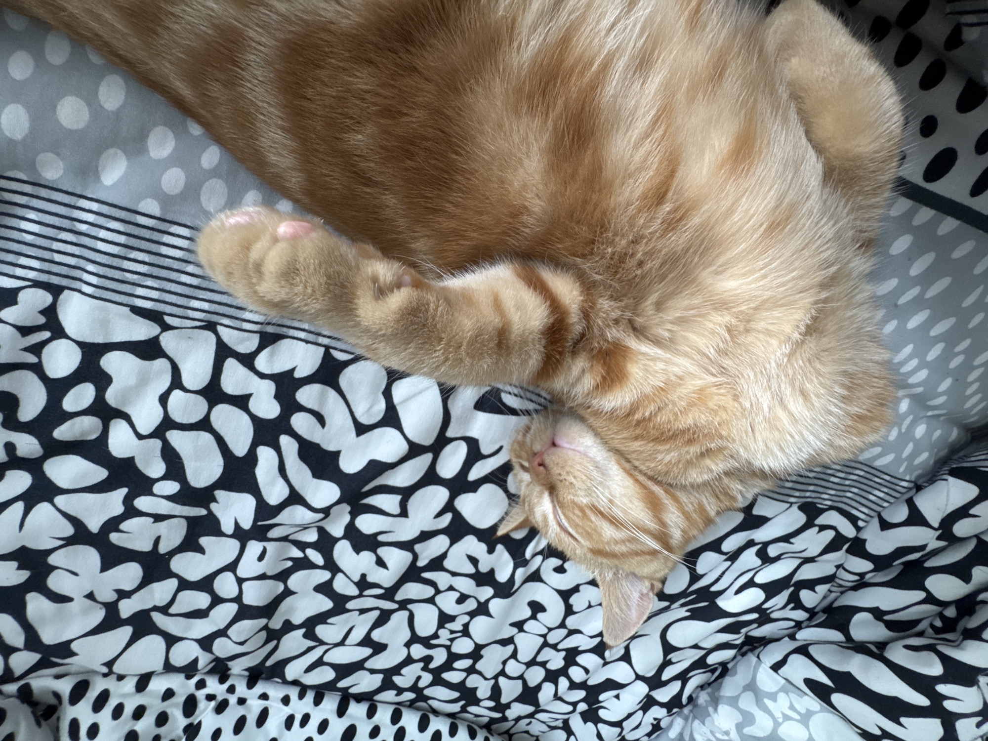 An orange tabby cat is sleeping on a bed. The bed has a patterned comforter with black and white shapes, gray dots, and black and white stripes. The cat is curled up on its side, with its paws tucked in. Its eyes are closed and it appears to be relaxed. The location of the image is unknown.