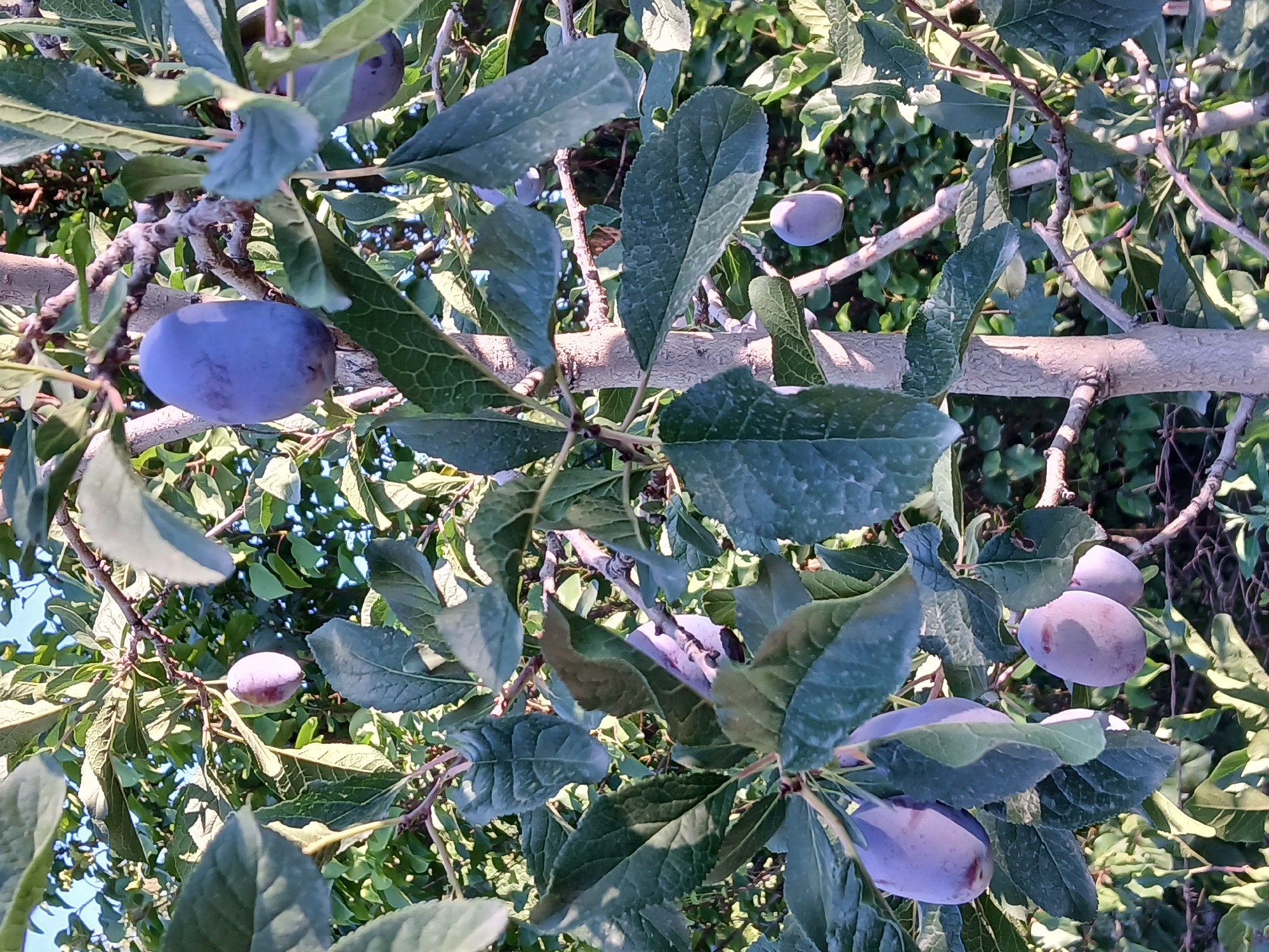 The image shows a close-up of a plum tree with several ripe plums hanging from its branches. The plums are a deep purple color and vary in size. The tree has a rough, light-brown bark and is covered in green leaves. The background is a blur of green foliage and blue sky, suggesting an outdoor setting. The image appears to be taken in a natural environment, possibly a garden or orchard. The location is identified as Коктал, Kazakhstan, a city known for its agricultural landscape.