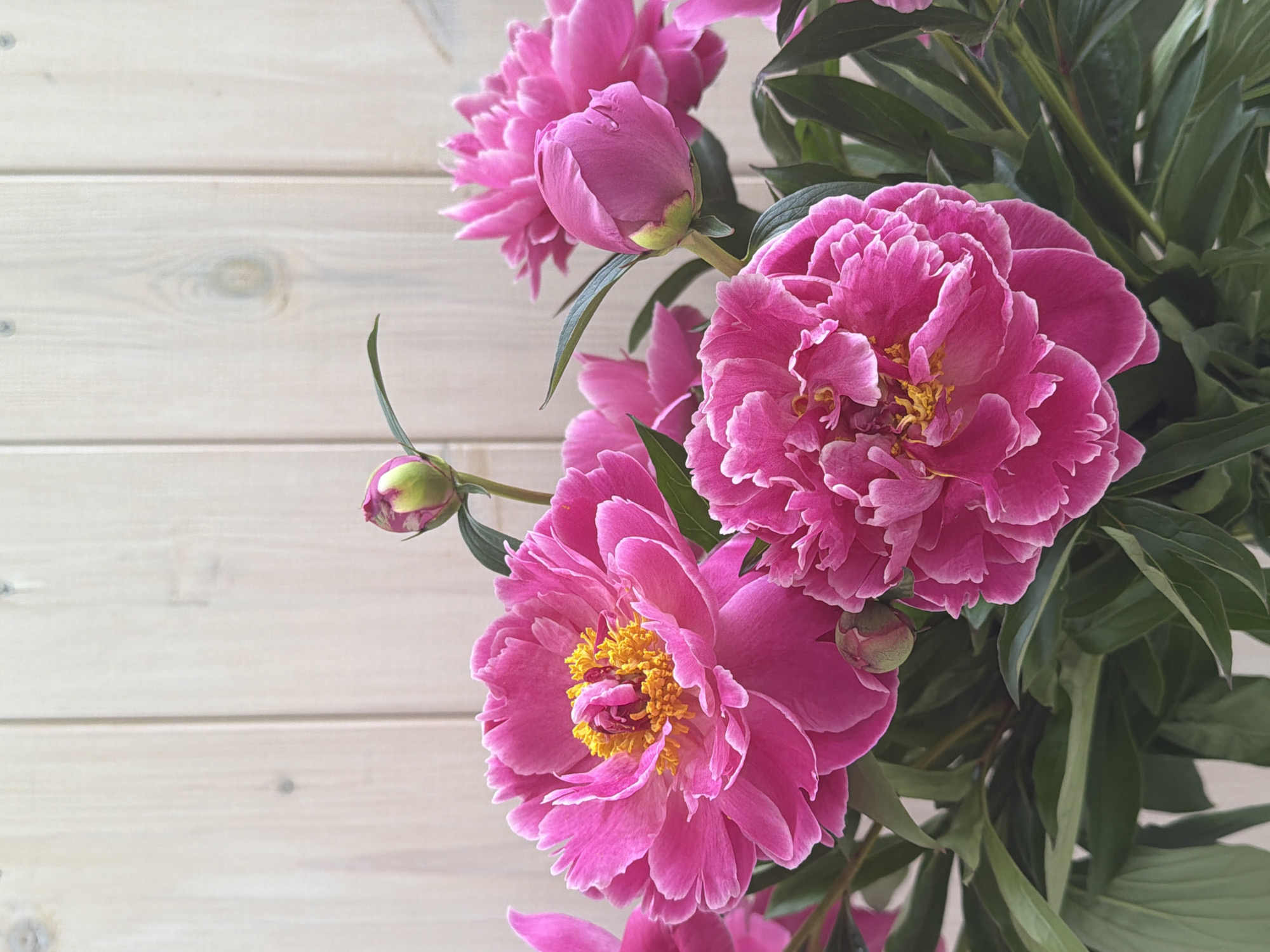A close-up, eye-level shot captures a bouquet of vibrant pink peonies against a light-colored, vertically paneled wooden background. The peonies, in various stages of bloom, are the central focus. Two fully opened flowers with ruffled petals and bright yellow centers are prominent in the foreground. One is positioned on the left, slightly to the front, and the other is in the lower center. Behind these, more pink peonies and buds, along with dark green foliage, fill the lower portion of the frame. The background consists of evenly spaced, light wood planks with visible grain and a few small, dark knots or nail heads. The lighting appears soft and natural, highlighting the texture of the petals and leaves. The scene is static, with no people or activity present. This image does not contain any information that would indicate its location in the city of Chaikovsky, Russia.