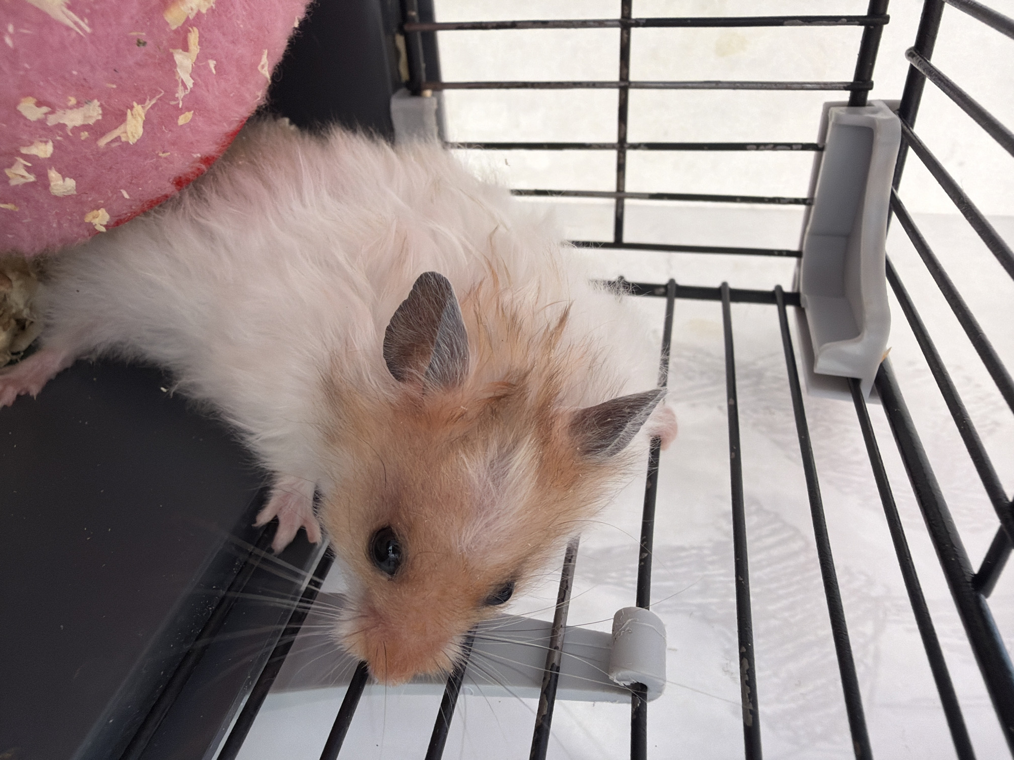 A light-colored hamster with dark ears and eyes is peeking out of a black plastic cage. The hamster has fluffy, white and tan fur. It is leaning forward, with its front paws gripping the edge of the cage. The cage has black metal bars and white plastic fixtures. In the foreground, to the left, is a pink object that appears to be bedding or a toy. The background is a white, textured surface. The image is taken from a slightly elevated angle.