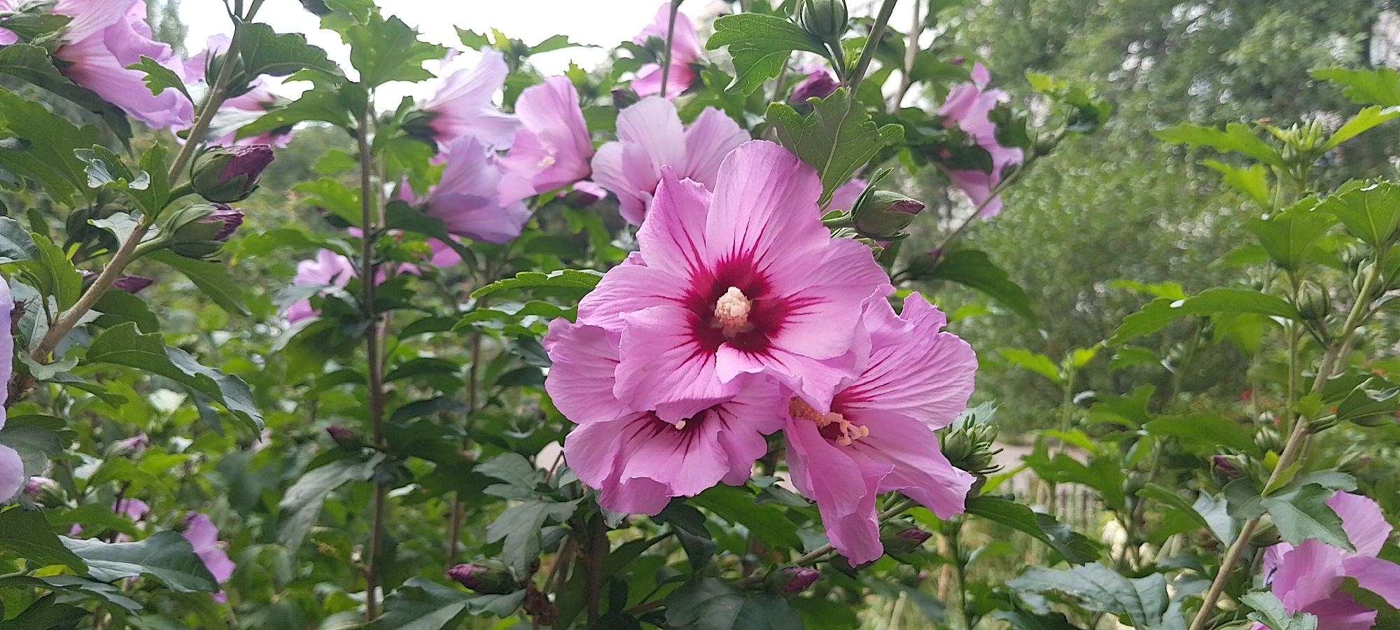 The image shows a cluster of bright pink hibiscus flowers in full bloom, with several buds also visible. The flowers have five petals each and a prominent dark pink center with yellow stamens. They are surrounded by lush green leaves and stems. The background is softly blurred, suggesting a garden or park setting with trees and foliage. The image appears to have been taken outdoors during daylight. The overall impression is one of natural beauty and vibrant flora. There are no people or specific urban landmarks visible that would indicate a precise location within the city of Cherkasy, Ukraine.