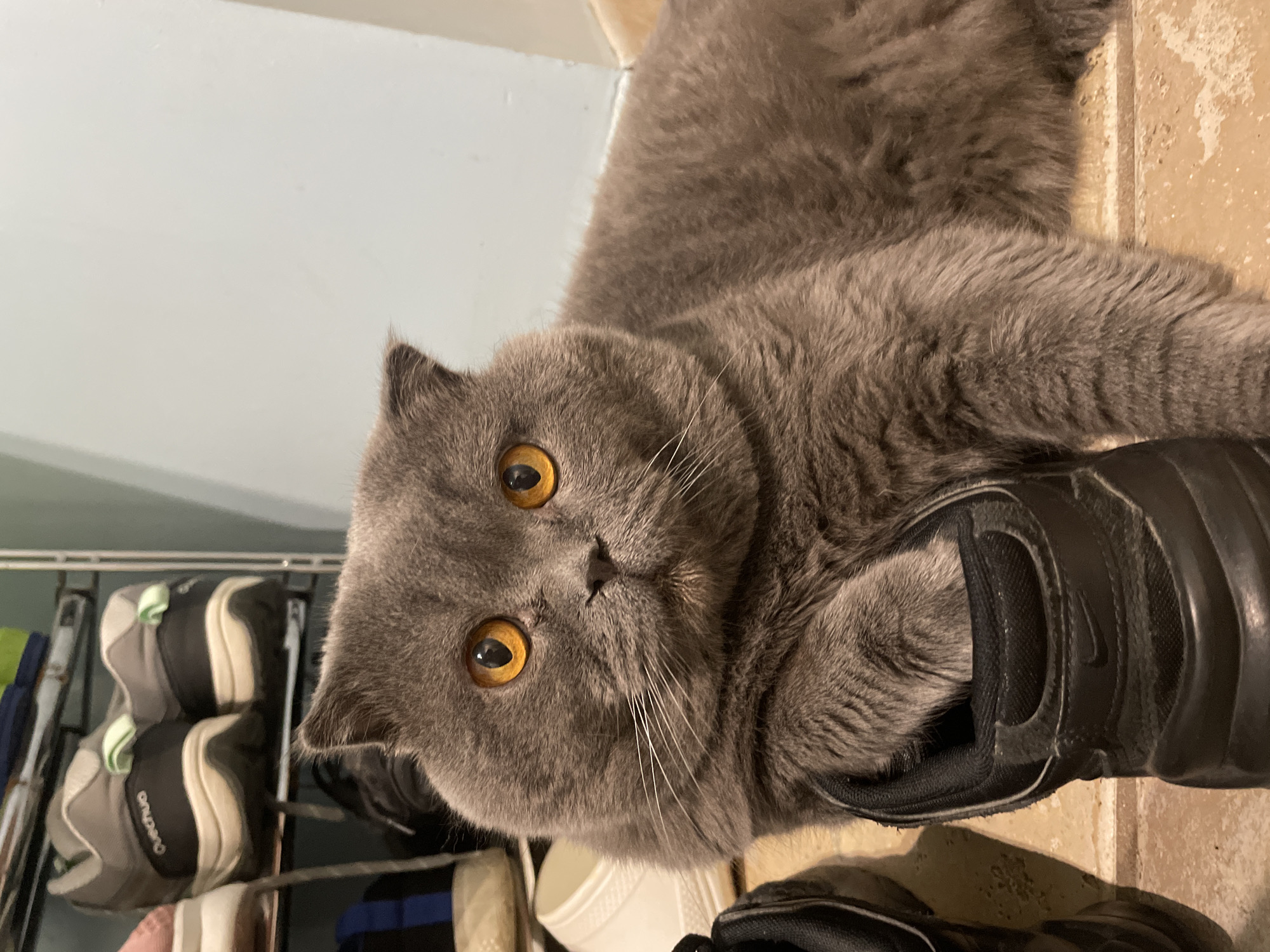 A gray cat with yellow eyes is lying on top of a black shoe. The cat is positioned in front of a shoe rack containing various shoes. The background includes a white wall and a tile floor.