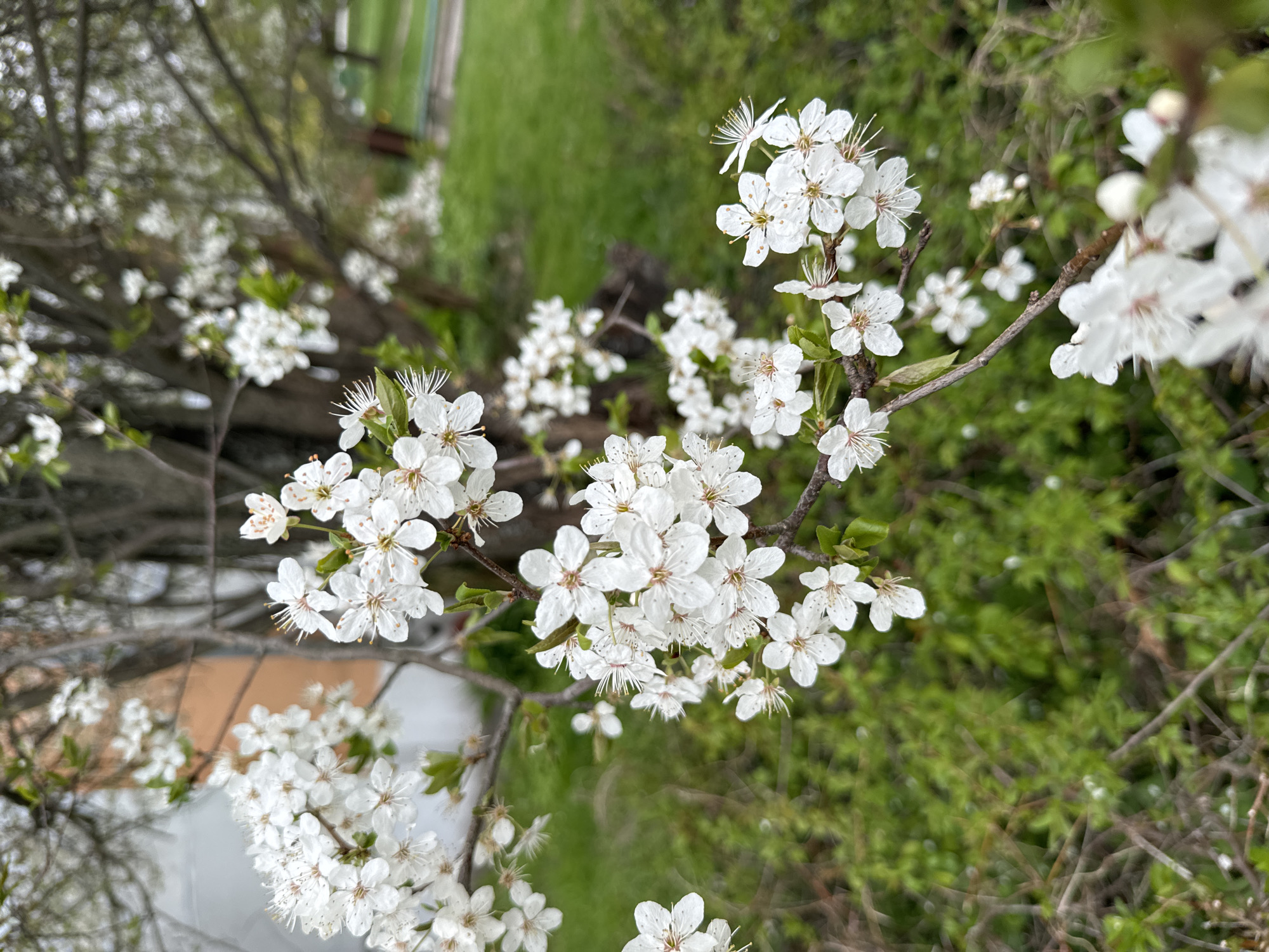 A close-up of a blooming tree with white flowers is captured in the city of Carnikava, Latvia. The flowers are clustered on branches, with green foliage visible in the background, along with a stretch of green grass. Some structures are partially visible in the background. The focus is on the delicate details of the flowers and their arrangement on the branches.