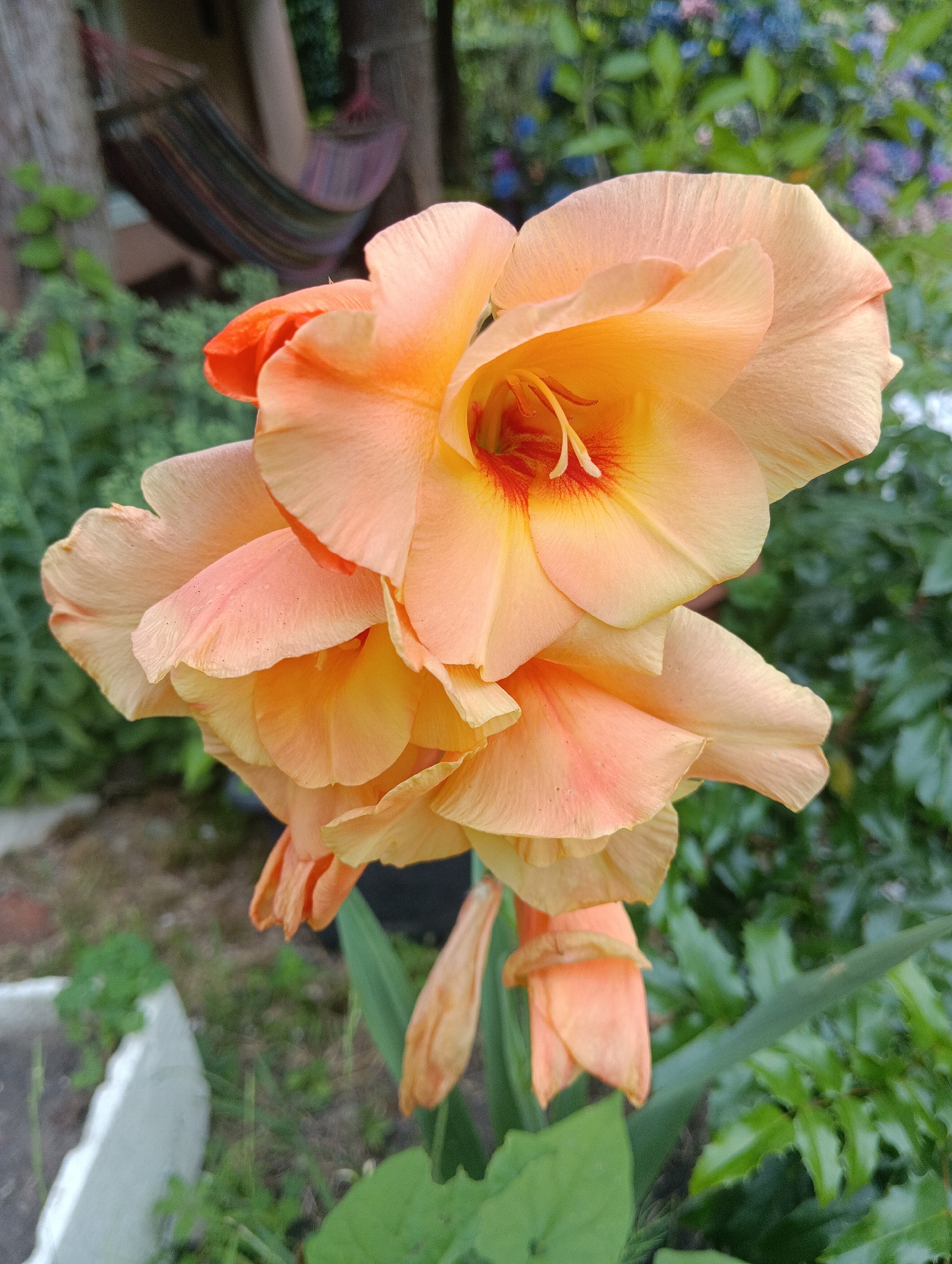 The media file is a close-up, vertical, outdoor photograph of an orange gladiolus flower. The flower is the primary subject and is in full bloom, with multiple layered petals. The petals are a soft, peach-orange hue, with deeper orange and red markings at the center of the flower. The stamens are visible in the center, tipped with yellow pollen.
The background is softly blurred, providing context without distracting from the flower. Green foliage of various plants is visible, along with what appears to be a wooden structure and a hammock in the distance, suggesting a garden or backyard setting. The lighting appears natural, indicating it was likely taken during daylight hours. No people or text are visible in the image. The overall impression is one of natural beauty and tranquility. The location context of Messazhay, Russia, is noted but not visually evident in the image itself.