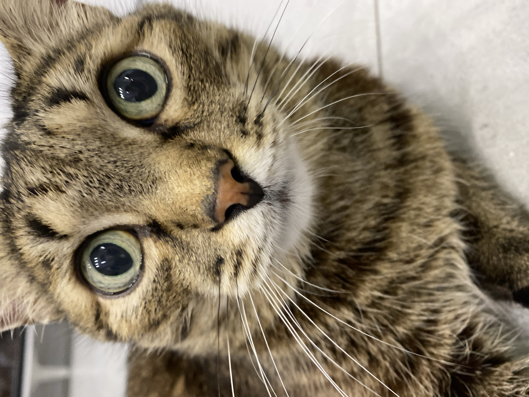 A close-up, eye-level shot captures the face of a domestic cat in Chaikovsky, Russia. The cat, likely a tabby, looks directly towards the camera with a curious or attentive expression. Its head is slightly tilted, and the image is oriented diagonally.
The most prominent features are its large, round eyes, which have a striking light green or yellow iris and dilated black pupils. Reflections of a light source are visible in both pupils. The cat's fur displays a distinct brown and black tabby pattern, with lighter cream or white fur around its mouth and chin. Its nose is a soft pinkish-brown. Numerous long, white whiskers extend outwards from its snout, with a few darker ones interspersed closer to the nose. The texture of its fur is clearly visible, showing individual strands and the varied coloration.
The background is out of focus and appears to be a plain, light-colored surface, suggesting an indoor setting. There are no other discernible objects, people, or activities in the frame, keeping the focus entirely on the cat's face. No text is visible in the image. The lighting is soft and even, highlighting the cat's features without harsh shadows.
