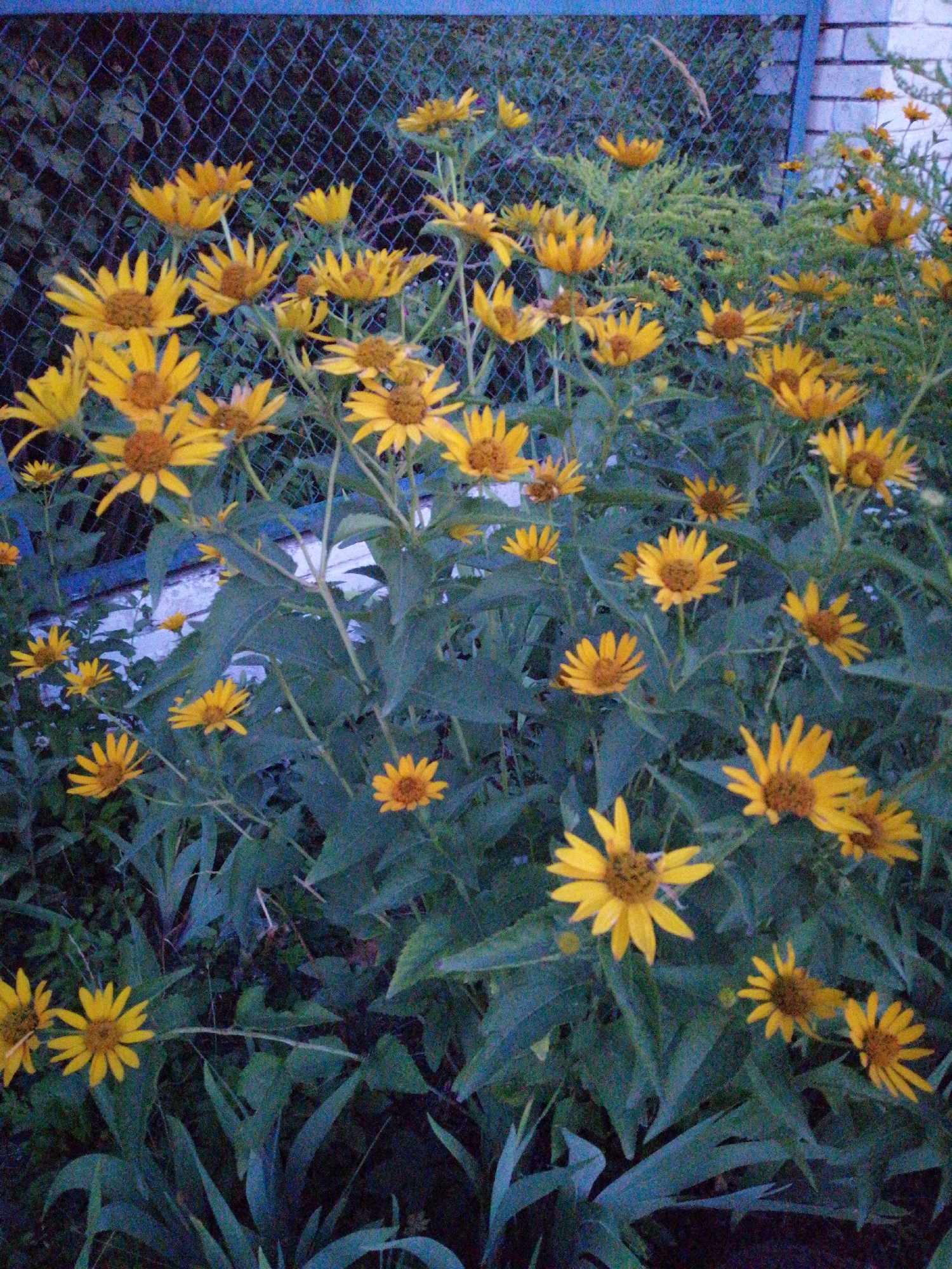 The image depicts a dense cluster of yellow flowers, likely Black-eyed Susans, in bloom. The flowers have prominent dark centers and numerous yellow ray florets. They are situated in a garden bed, with lush green foliage surrounding them. In the background, a chain-link fence is visible, partially obscuring a brick wall. The overall lighting suggests it is either early morning or late evening, creating a somewhat muted and atmospheric scene. The location is identified as Lanivtsi, Ukraine. There are no people or animals visible in the image.