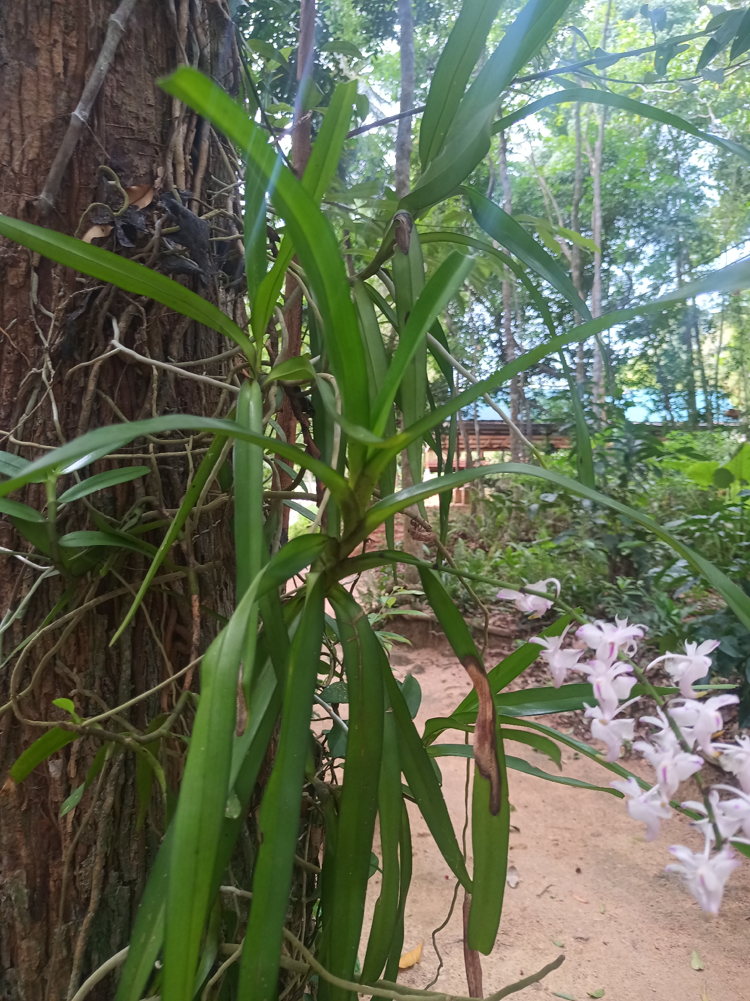 The image shows a lush scene near Baan Thong Nang, Thailand. A large tree trunk with extensive root systems is the central feature. Attached to the tree is a vibrant green plant with long, broad leaves, likely an orchid. Adjacent to this plant, a cluster of delicate white and light purple flowers adds a splash of color. In the background, a glimpse of a building structure with a blue roof hints at human presence. The ground appears sandy or earthy. The overall environment suggests a tropical or subtropical setting with abundant foliage.