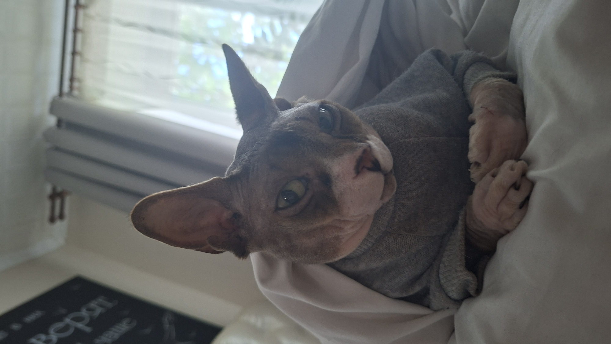 A close-up, eye-level shot captures a Sphynx cat indoors, likely in Myadzyel, Belarus, with its head and upper body visible. The cat is nestled under a white blanket, wearing a grey long-sleeved sweater. Its skin is wrinkled, with visible folds on its face and paws. The cat's large, expressive ears are prominent, and its eyes are open, with green irises and dark pupils. One eye appears slightly more open than the other, giving it a somewhat quizzical or sleepy expression. The cat's paws are crossed in front of its chest, resting on the white blanket. The background is softly blurred, suggesting an indoor setting with natural light filtering through sheer curtains on the right. A dark object with white lettering is partially visible on the left side of the frame, possibly a whiteboard or a poster. The overall impression is one of comfort and relaxation.