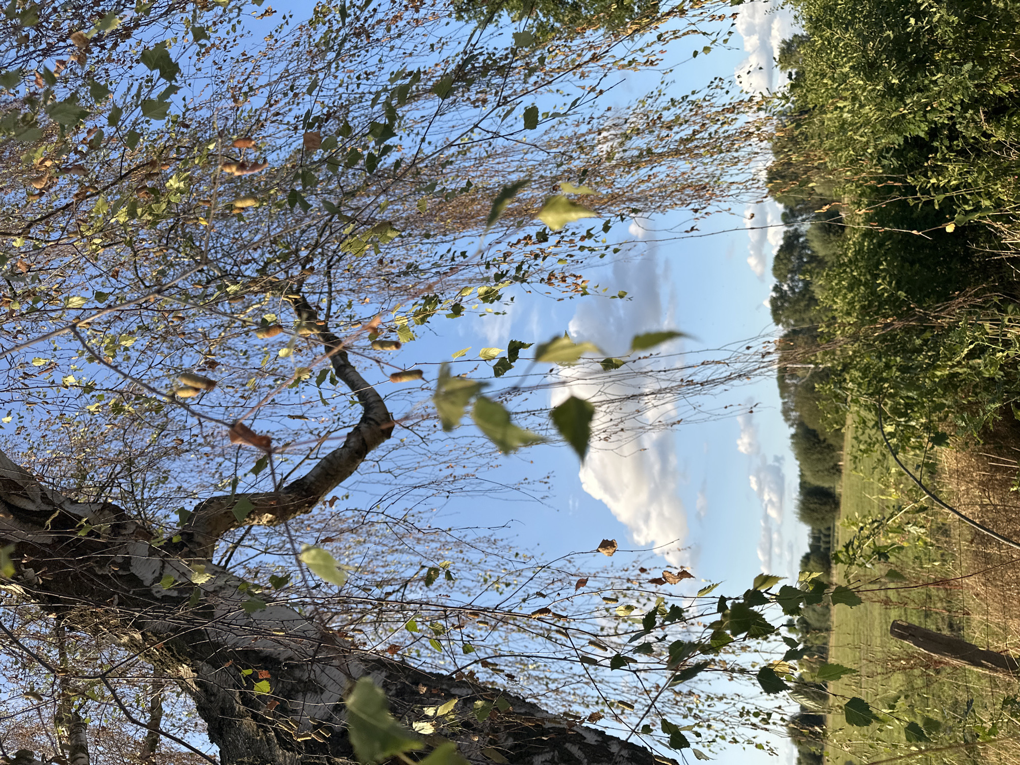 A low-angle shot captures the branches and leaves of a birch tree against a bright blue sky with scattered white clouds. The tree's trunk, with its distinctive white bark, is visible on the left side of the frame. The branches are laden with small, brown, elongated seed catkins, characteristic of birch trees. Some green and dried brown leaves hang from the branches, suggesting it may be late summer or early autumn.
In the background, a grassy field stretches out, bordered by a dense line of trees and bushes. A rustic wooden fence post is visible in the lower left foreground. The overall scene depicts an outdoor, natural environment, likely a park or rural area. The image's lighting suggests it was taken during the daytime, possibly in the late afternoon, given the warm tones and long shadows cast by the tree branches.
This image appears to have been taken in Krefeld, Germany, potentially in a park such as Stadtpark Krefeld or the Arboretum, known for their diverse tree collections and natural landscapes.