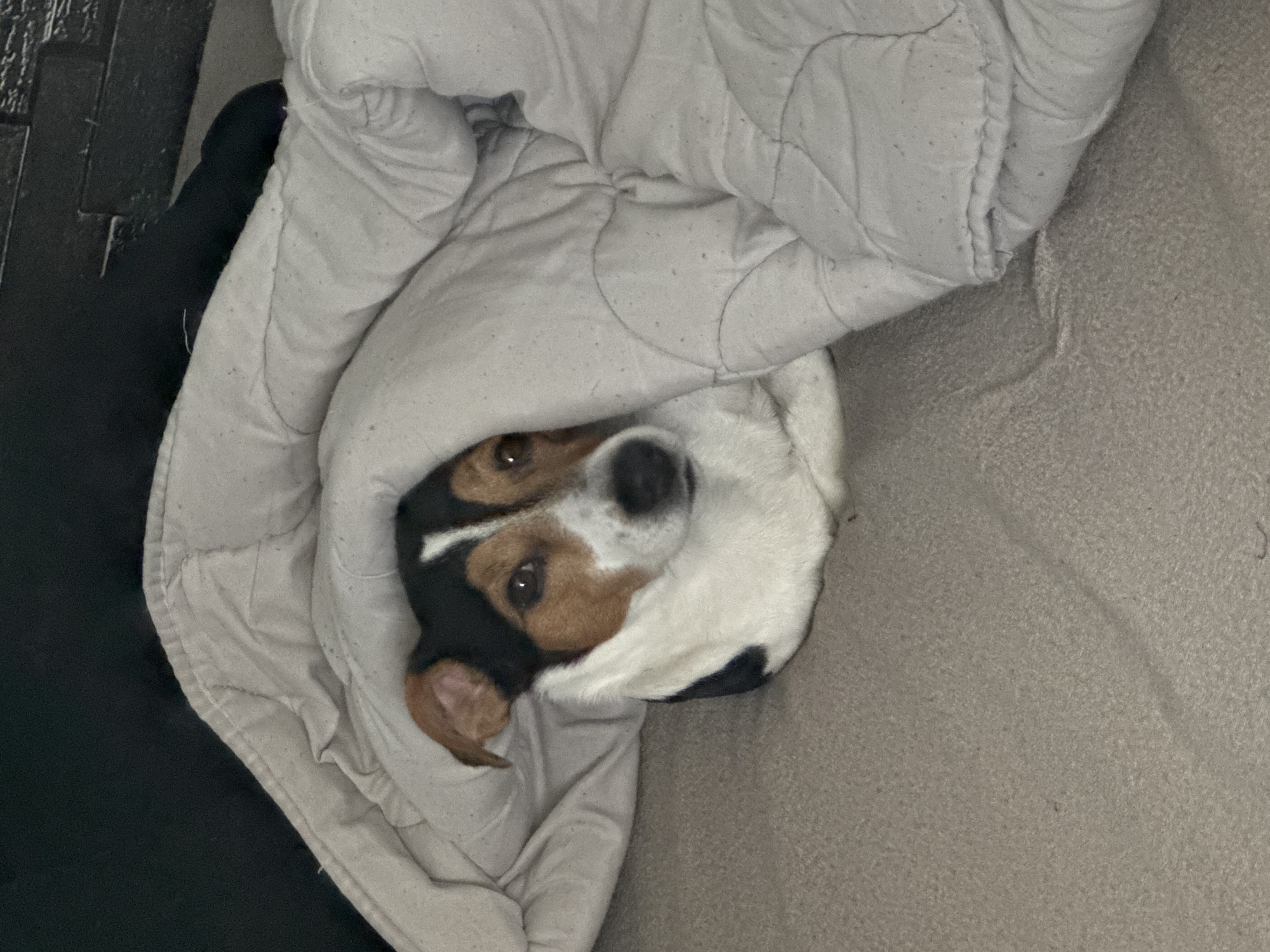 A dog with tri-color markings (black, white, and tan) is partially obscured and enclosed in a light gray, quilted blanket. The dog's head is the most visible part, with its eyes open and gazing towards the camera. The setting is indoors, with a dark, indistinct area to the left, likely another piece of furniture or shadow. To the right, there is a beige or light brown textured surface, possibly a couch or bed. The photo does not provide any information to conclude it was taken in Sofia, Bulgaria.