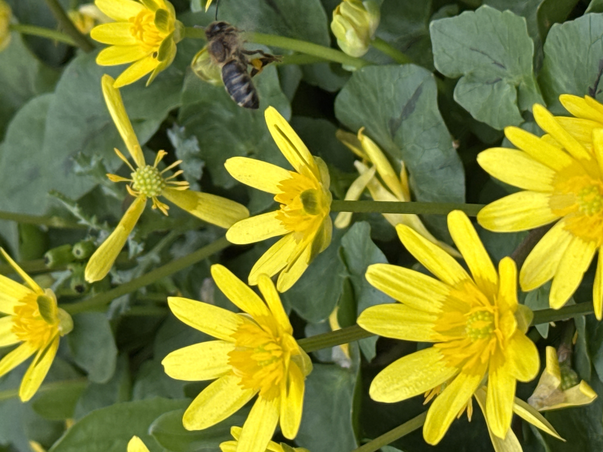 This close-up vertical image depicts a dense cluster of bright yellow flowers, identified as Lesser Celandine (*Ficaria verna*), set against a backdrop of dark green, lobed leaves in Kurganinsk, Russia. Multiple flowers are in full bloom, each featuring numerous glossy yellow petals arranged radially around prominent yellow-green stamens and pistils. One flower in the upper middle appears to have lost some petals, while unopened buds are visible in the background. In the upper right portion of the frame, a single European dark bee (*Apis mellifera mellifera*) is captured in mid-flight, oriented to the left and slightly downward, with its transparent wings blurred from motion. The bee exhibits a black and yellow-brown striped abdomen, a fuzzy thorax, and distinct yellow pollen loads on its hind legs. The scene is illuminated by natural light, with a shallow depth of field focusing sharply on the flowers and the bee, blurring the immediate foreground and background elements.