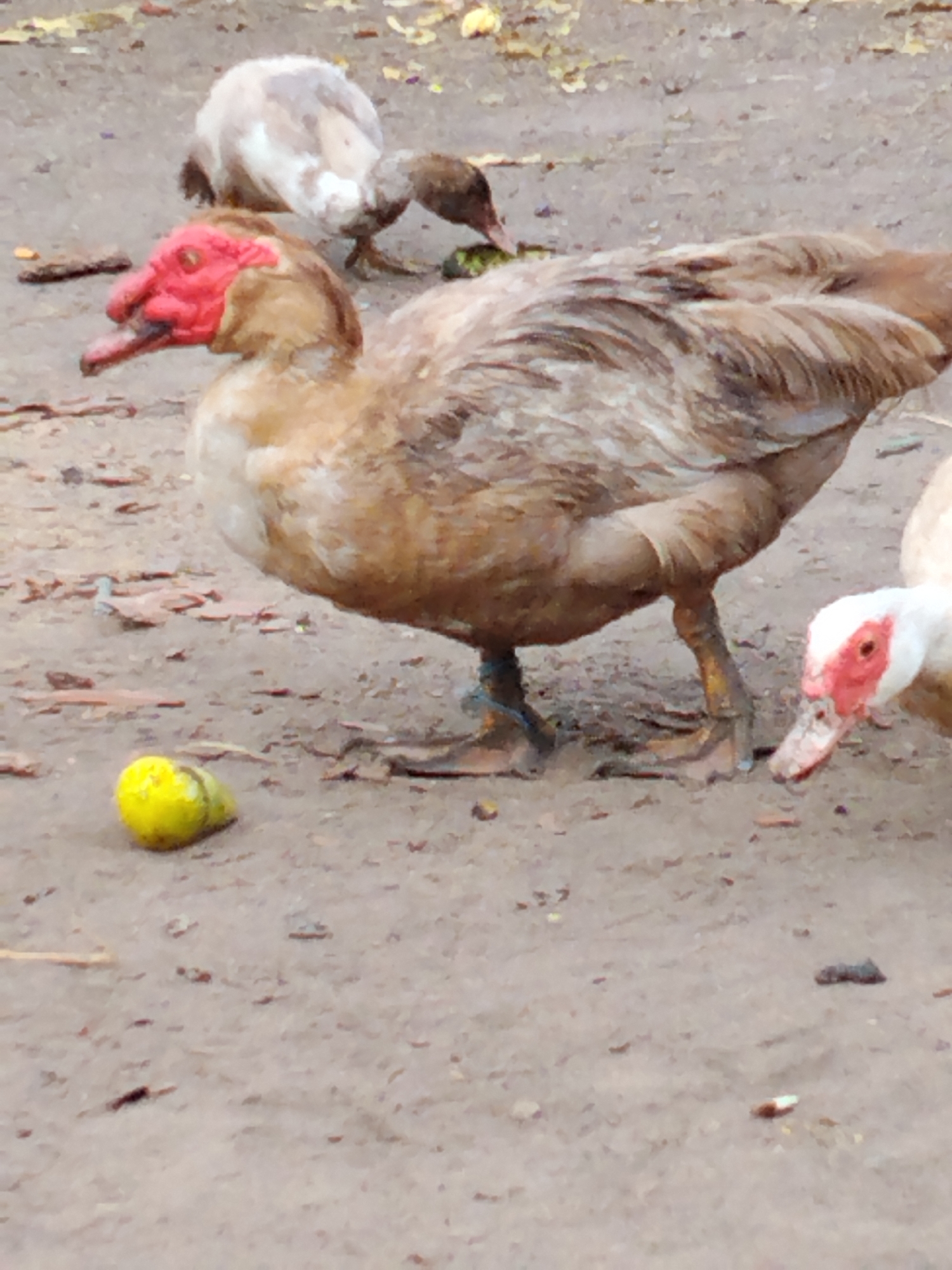 An eye-level, medium shot captures three Muscovy ducks on a dirt ground in Ustyvytsia, Ukraine. The duck in the foreground, facing left, has a prominent red fleshy wattle on its face. Its feathers are a mix of brown and white. To its right, another Muscovy duck, primarily white with red markings around its eyes and beak, is partially visible, also facing left. In the background, a third Muscovy duck with brown and white feathers is facing away from the camera, pecking at something on the ground. A small, bright yellow object, possibly a fruit or vegetable, lies on the dirt near the foreground duck's left leg. The ground is uneven and scattered with small stones, twigs, and fallen leaves. The lighting suggests it is daytime, with soft shadows indicating an overcast or diffused light source.