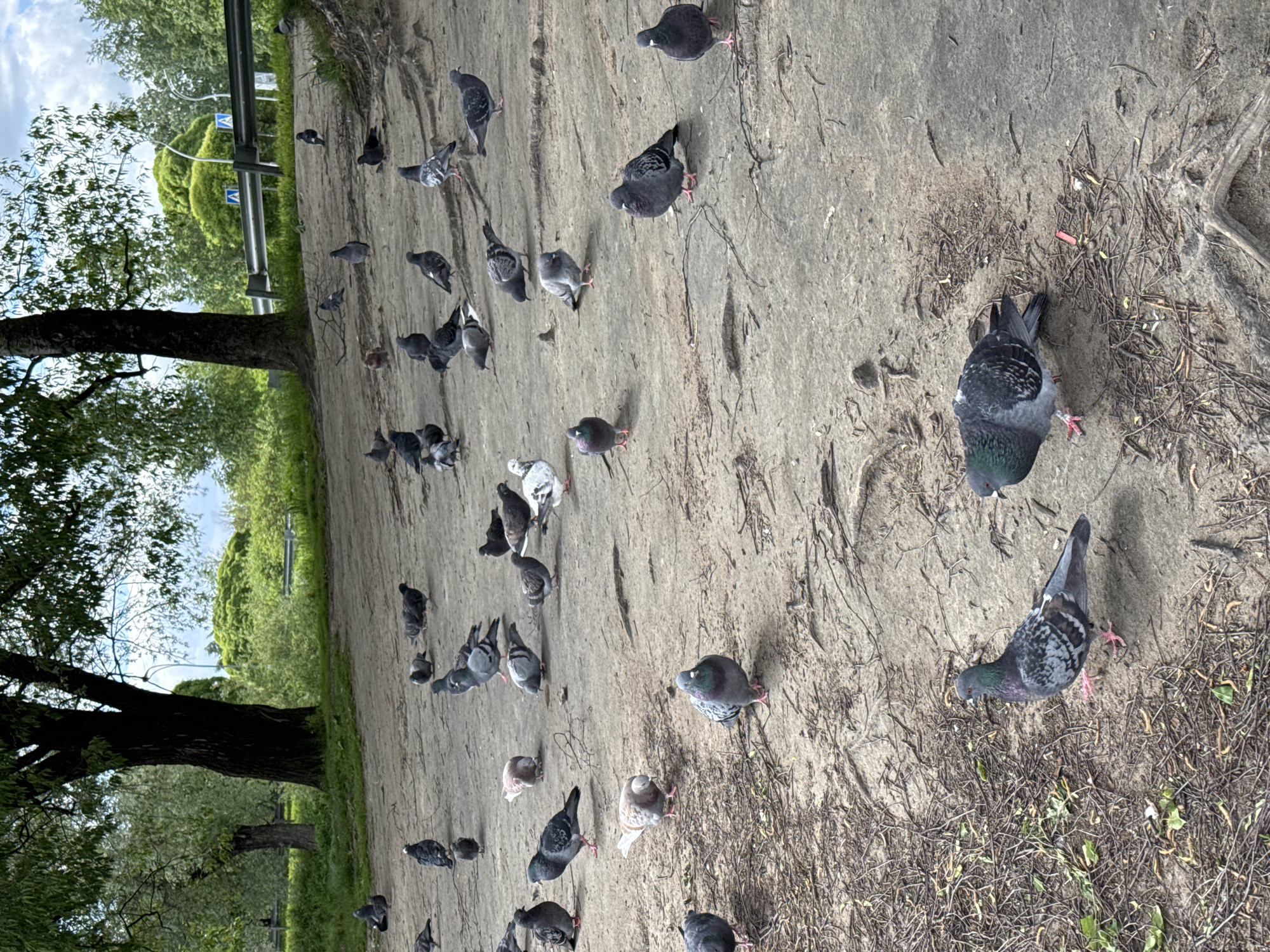 The image shows a group of pigeons on a dirt path in what appears to be a park. The path is covered in dirt, twigs, and small debris. Several trees border the path, suggesting a natural, park-like environment. The presence of park benches and a metal barrier in the background suggests this could be a public park in Saint Petersburg, Russia. The pigeons are scattered across the path, some pecking at the ground and others standing still.