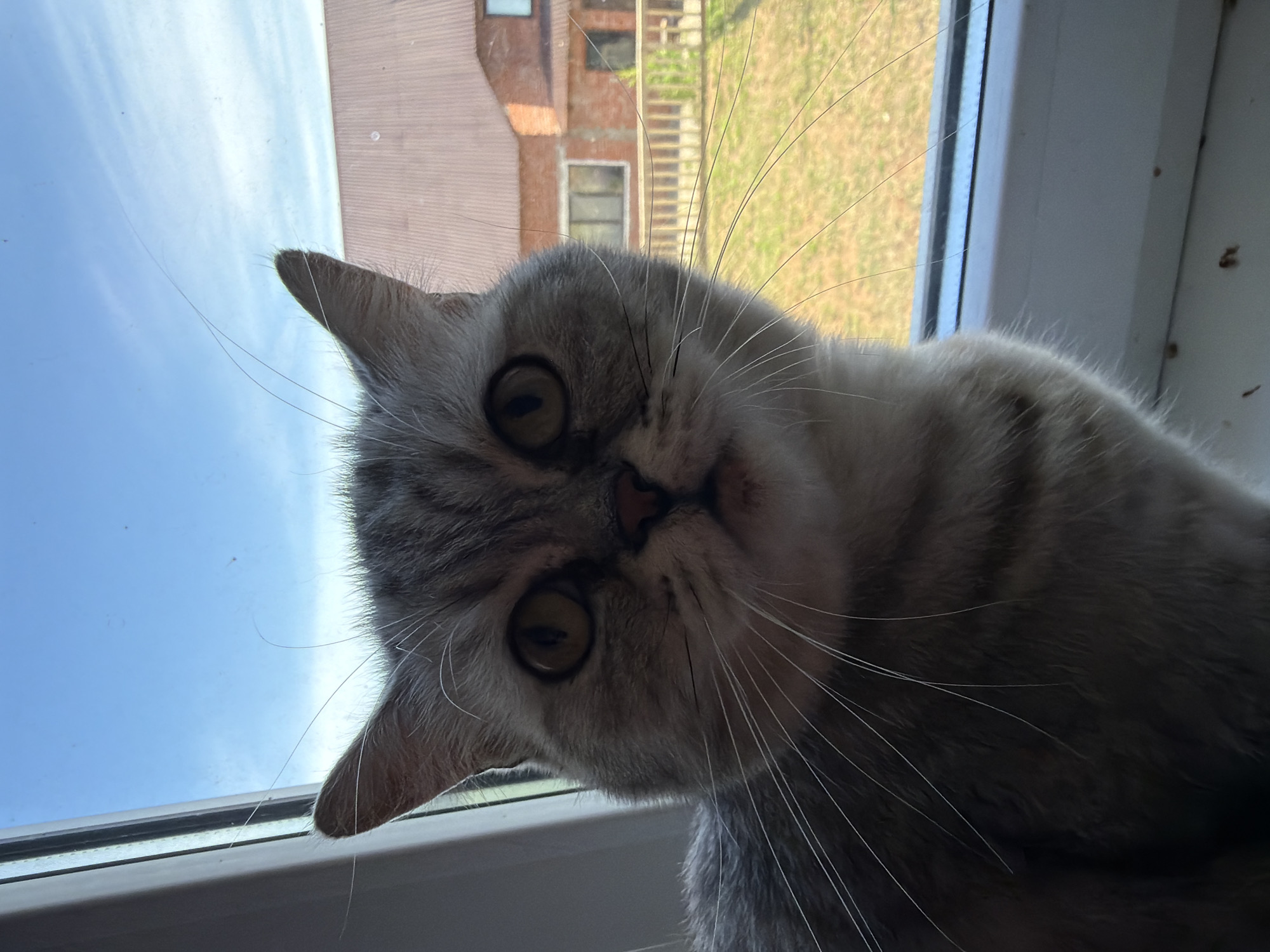 A close-up, tilted shot captures a grey tabby cat's face as it peers over a windowsill. The cat's large, round eyes are wide and attentive, with dark pupils. Its ears are perked, and long, white whiskers fan out from its muzzle. The cat's fur is a mix of light grey and darker tabby stripes. The background shows a blurred view of a residential area, with a brick building and green grass visible. The sky above is bright blue with wispy white clouds, suggesting it is daytime. The setting appears to be indoors, near a window, with the outside world visible beyond. The cat's expression is one of curiosity and focus. The image is well-lit, with natural light coming from the window.