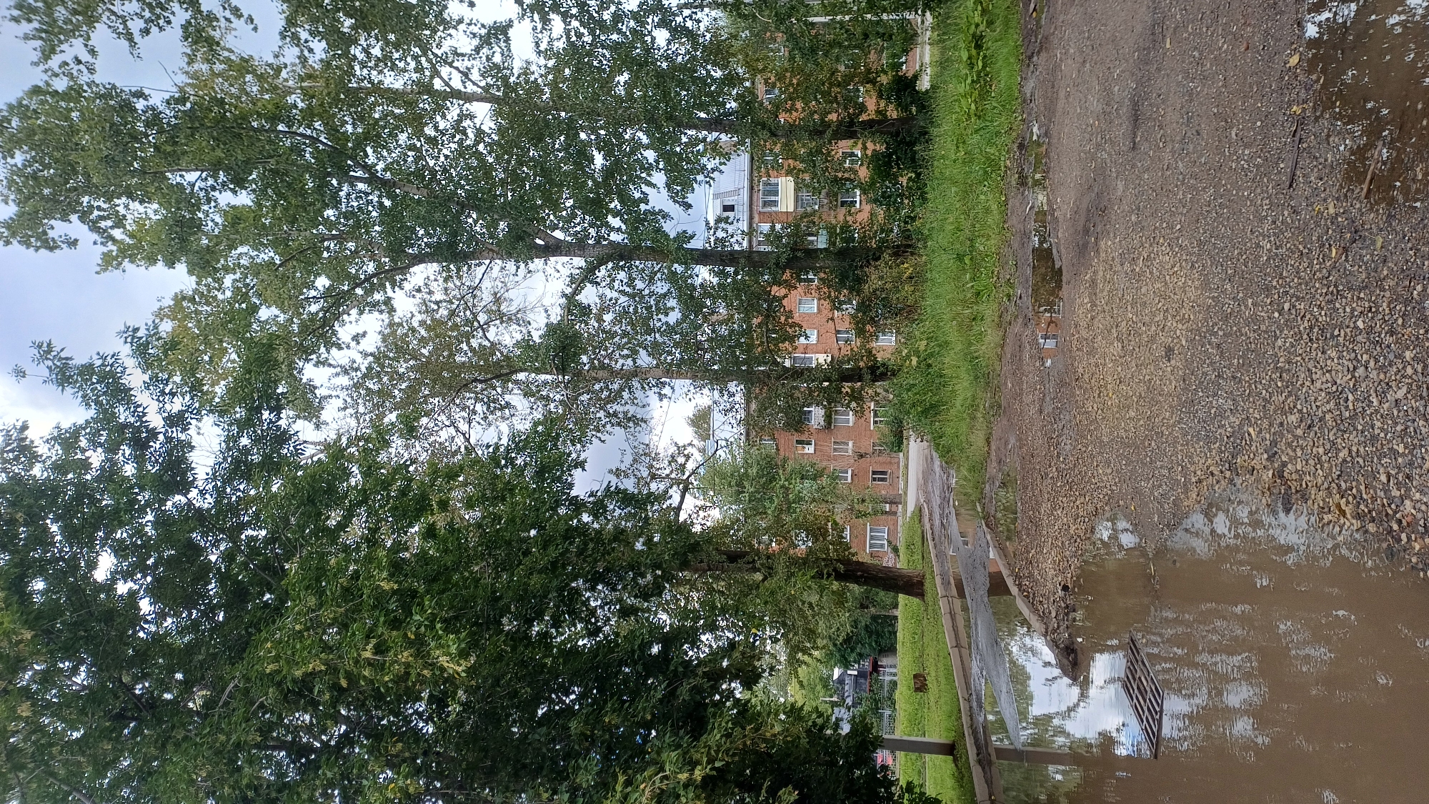 The image depicts an outdoor scene in Izhevsk, Russia, with a focus on a residential area. In the foreground, there is a muddy, gravelly surface with several puddles reflecting the overcast sky and surrounding trees. A metal grate is visible submerged in one of the larger puddles on the left. A paved road or path curves away into the mid-ground, bordered by a strip of green grass.
Behind the road, a multi-story brick apartment building is visible, characterized by its reddish-brown facade, numerous windows, and balconies. The building has a light-colored, possibly metal, roof with several visible vents or structures.
Framing the scene are numerous trees with dense green foliage. On the left, a large tree with dark green leaves dominates the frame. In the center and right, several taller trees with lighter green leaves and lighter bark stand prominently. The sky is mostly cloudy with some lighter patches. The overall impression is of a damp, possibly post-rainy day in a somewhat unkempt urban or suburban environment. No people are present in the image.