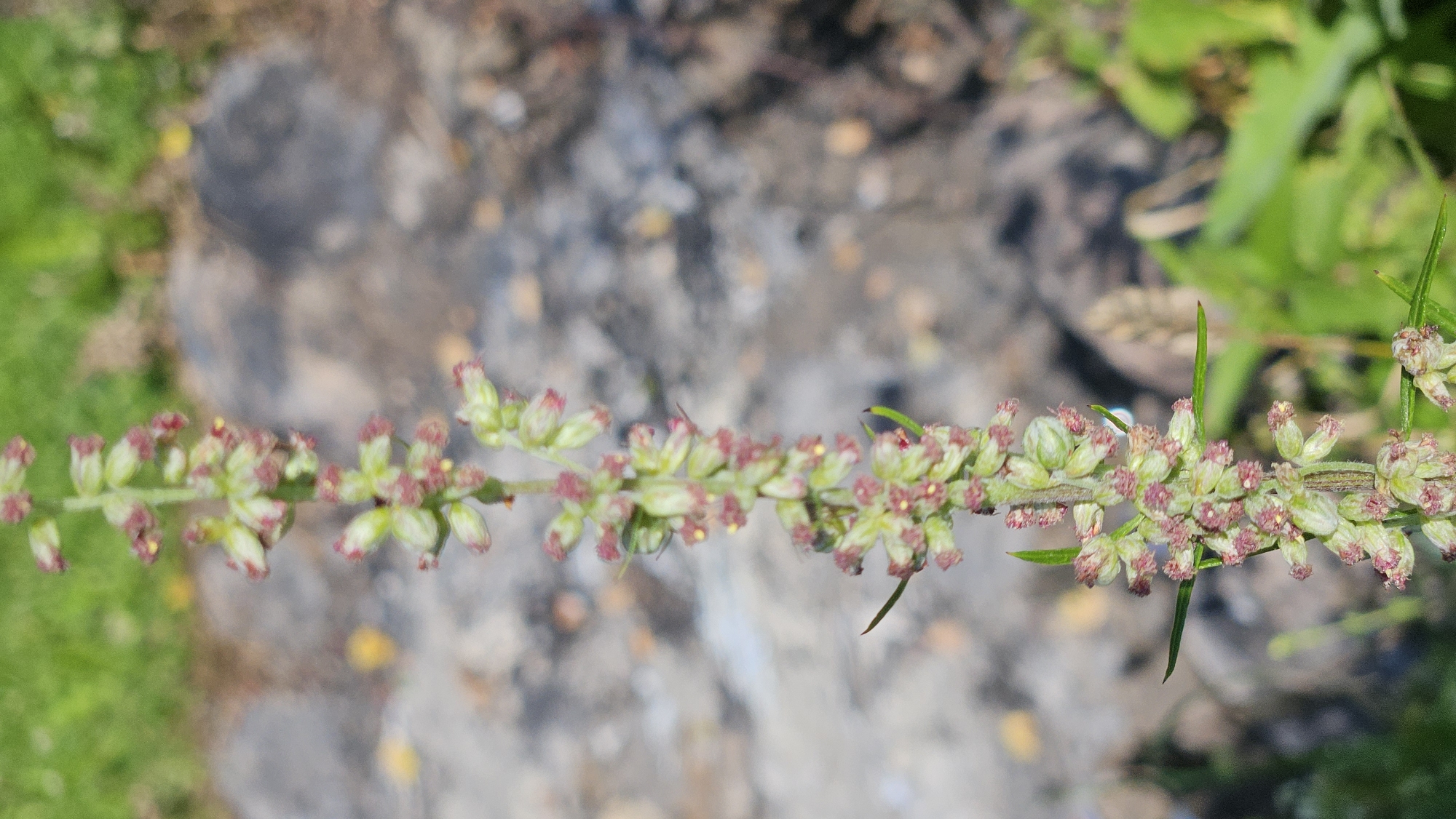 The image shows a vertical, close-up view of a plant stalk with small, light green buds and reddish-pink stamens. The stalk is covered in a dense arrangement of these flowering structures. The background is blurred, with hints of green foliage, gray and brown stones, and yellowed patches, suggesting an outdoor environment. The lighting is natural and appears to be daylight, casting soft shadows. There are no people or animals visible in the image. The location is specified as Kapūņi, Latvia, though the image itself does not contain any elements that specifically identify this location.