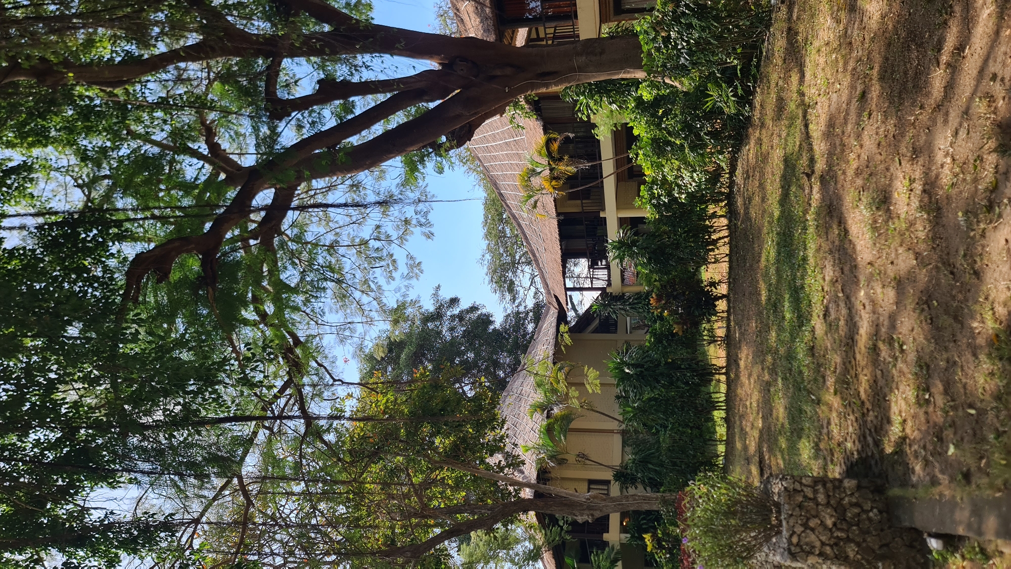 The image depicts a view of a resort or hotel in Denpasar, Indonesia. In the foreground, a patch of dry grass with scattered leaves is visible, along with a stone planter containing a small green shrub. The middle ground features a dense line of green foliage, which serves as a buffer between the lawn and the buildings. Behind the greenery, two structures with thatched roofs are partially visible. These buildings appear to be two-story accommodations, with balconies and windows. The architecture suggests a tropical or traditional style, common in Bali. Large trees with lush green canopies and hanging vines dominate the upper portion of the image, creating a dappled light effect on the ground and structures. The sky is clear and blue. The overall scene conveys a sense of a serene, tropical environment.