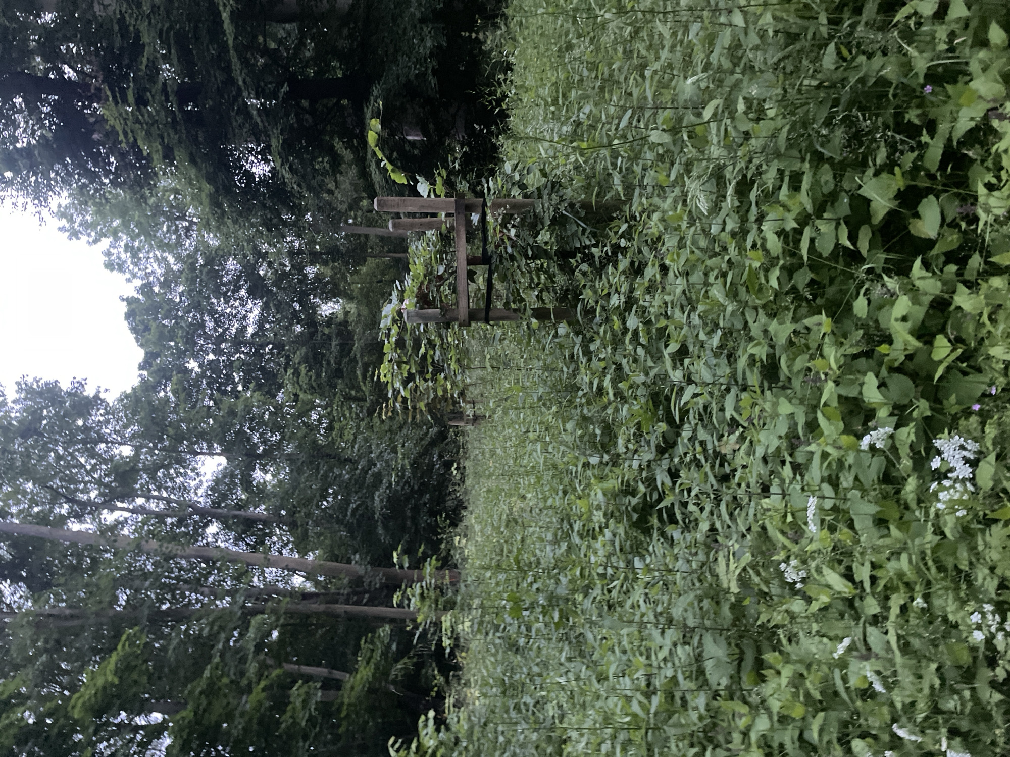 The image depicts a dense, overgrown area with lush green vegetation, primarily tall grasses and various leafy plants. In the mid-ground, a wooden structure, possibly a small trellis or support for a plant, stands amidst the foliage. Several tall trees with dark bark and green leaves form a canopy in the background, suggesting a woodland or park setting. The lighting indicates it is either early morning or late evening, with overcast skies filtering the light. There are no people or animals visible in the scene. The overall impression is one of a wild, untamed natural environment.
This image does not contain any specific landmarks or clues that would allow it to be identified as being located in the city of Kołobrzeg, Poland.