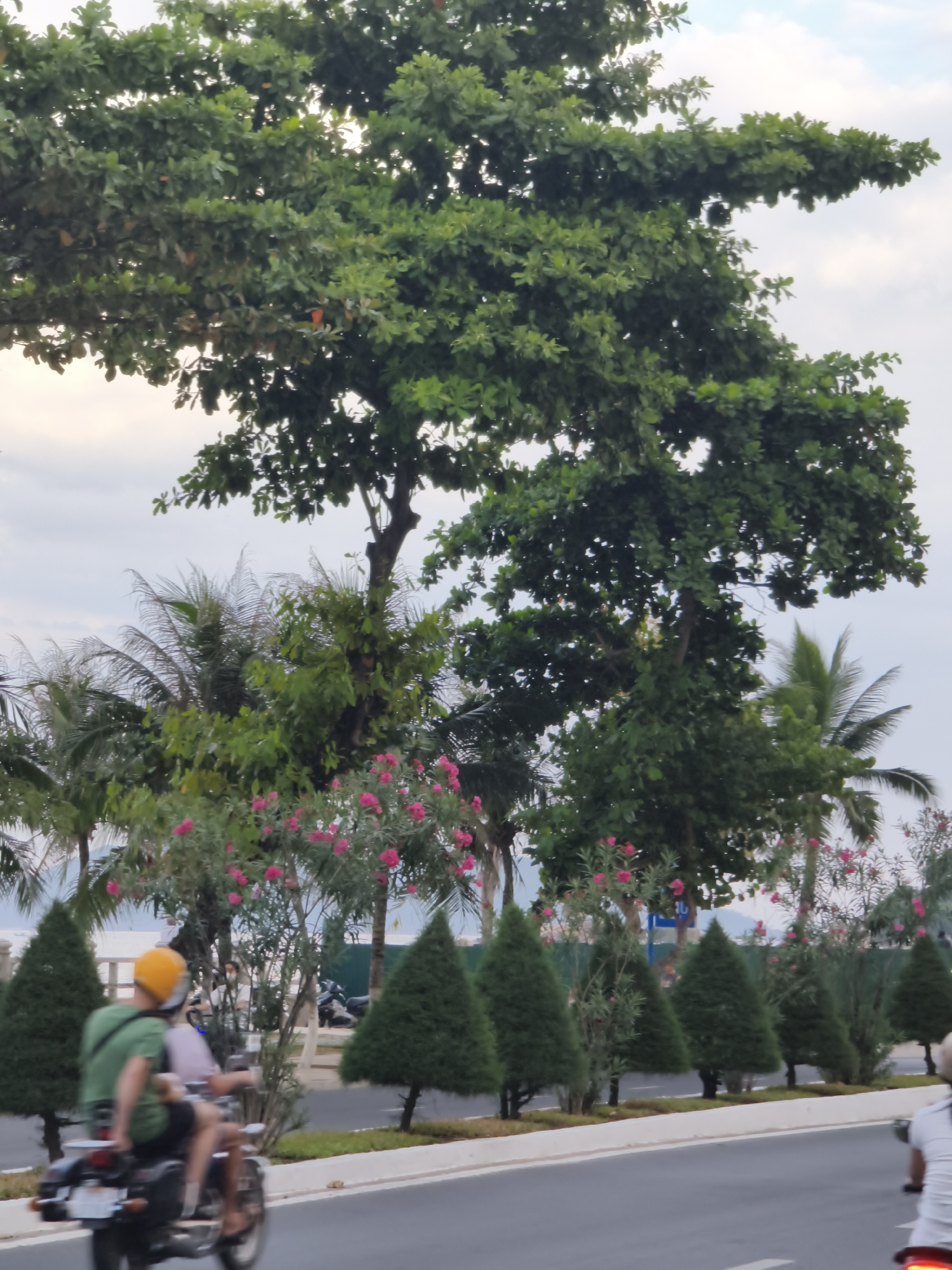 In Nha Trang, Vietnam, this image captures a street scene with lush greenery and a body of water in the background. The foreground features a paved road where two people are riding on a motorcycle. The person in the front is wearing a yellow helmet and a green shirt, while the person behind is wearing a pinkish top. They are moving from left to right. Flanking the road are neatly trimmed conical evergreen trees and flowering bushes with pink blooms. Behind these, a large tree with dense green foliage dominates the upper portion of the image. Palm trees and other vegetation are visible further back, and a glimpse of water and distant structures suggests the proximity of the coast. The sky is overcast with a soft, diffused light.