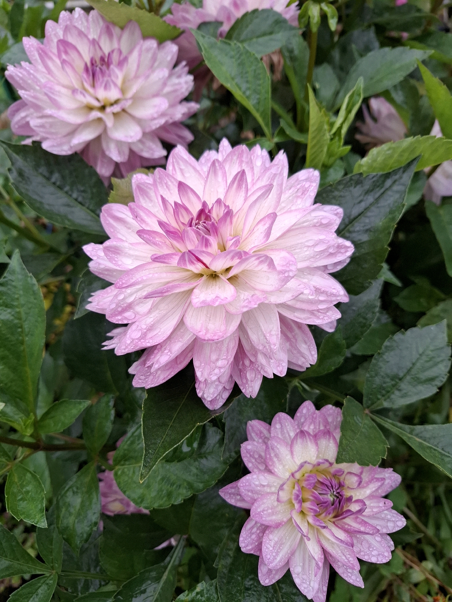 The image displays a close-up view of several pink and white dahlias with water droplets on their petals, set against a backdrop of dark green leaves. The flowers appear to be in a garden. The scene is devoid of any people or specific actions. The lighting suggests an overcast or shaded environment, with the water droplets indicating recent rain or dew. There is no information present in the image to suggest a location within the city of Romantik, Russia.