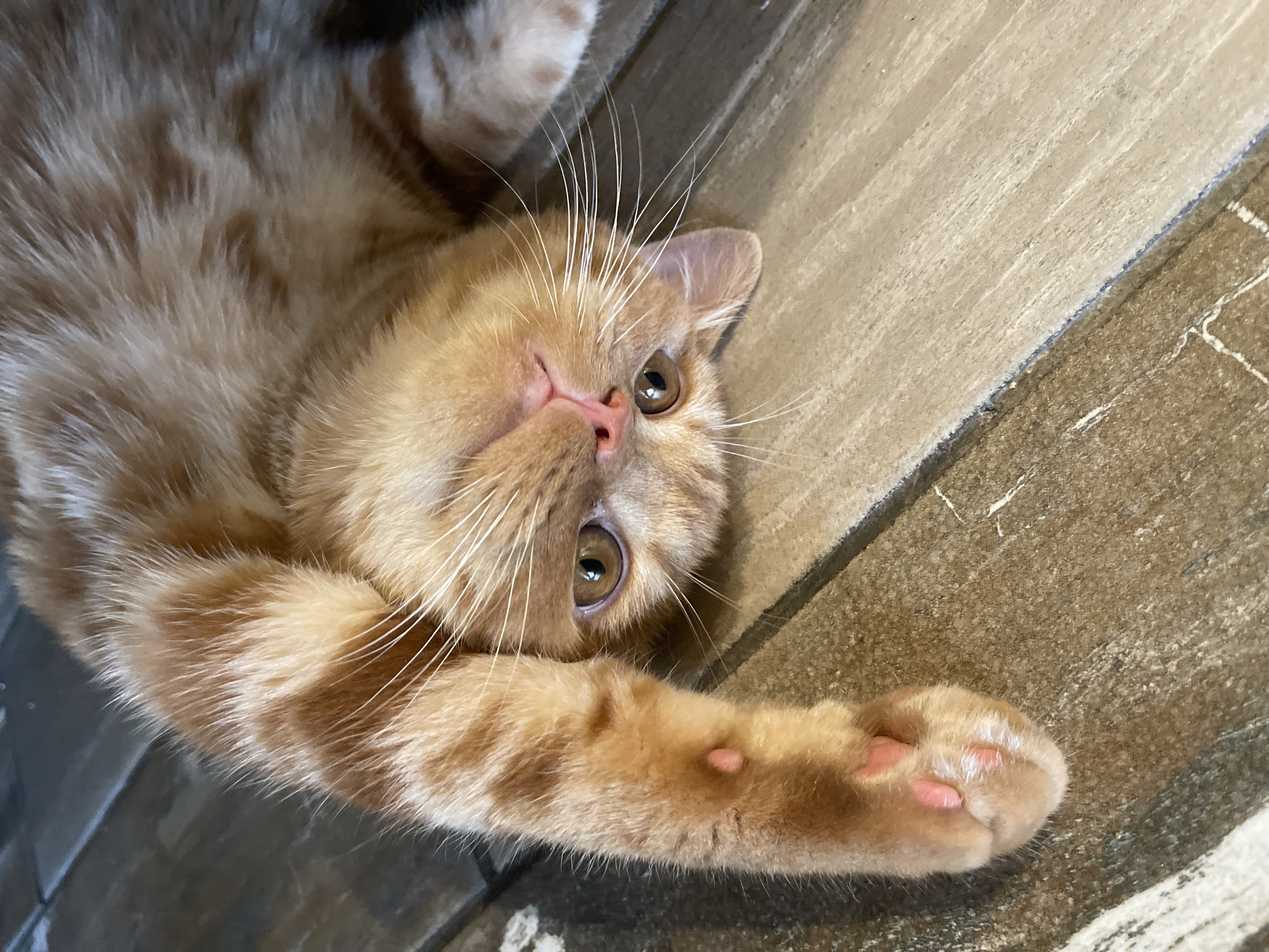 An orange tabby cat lies on its back on a wooden floor. The cat is mostly facing the camera, with its head tilted to the side. Its eyes are open and amber-colored. One of its front paws is extended towards the camera, showing pink toe beans. The cat's fur is striped with darker orange markings. The background is a wooden floor with visible grain and texture. There are no people present in the image. The location of the image is in the city of Kommunarka, Russia.