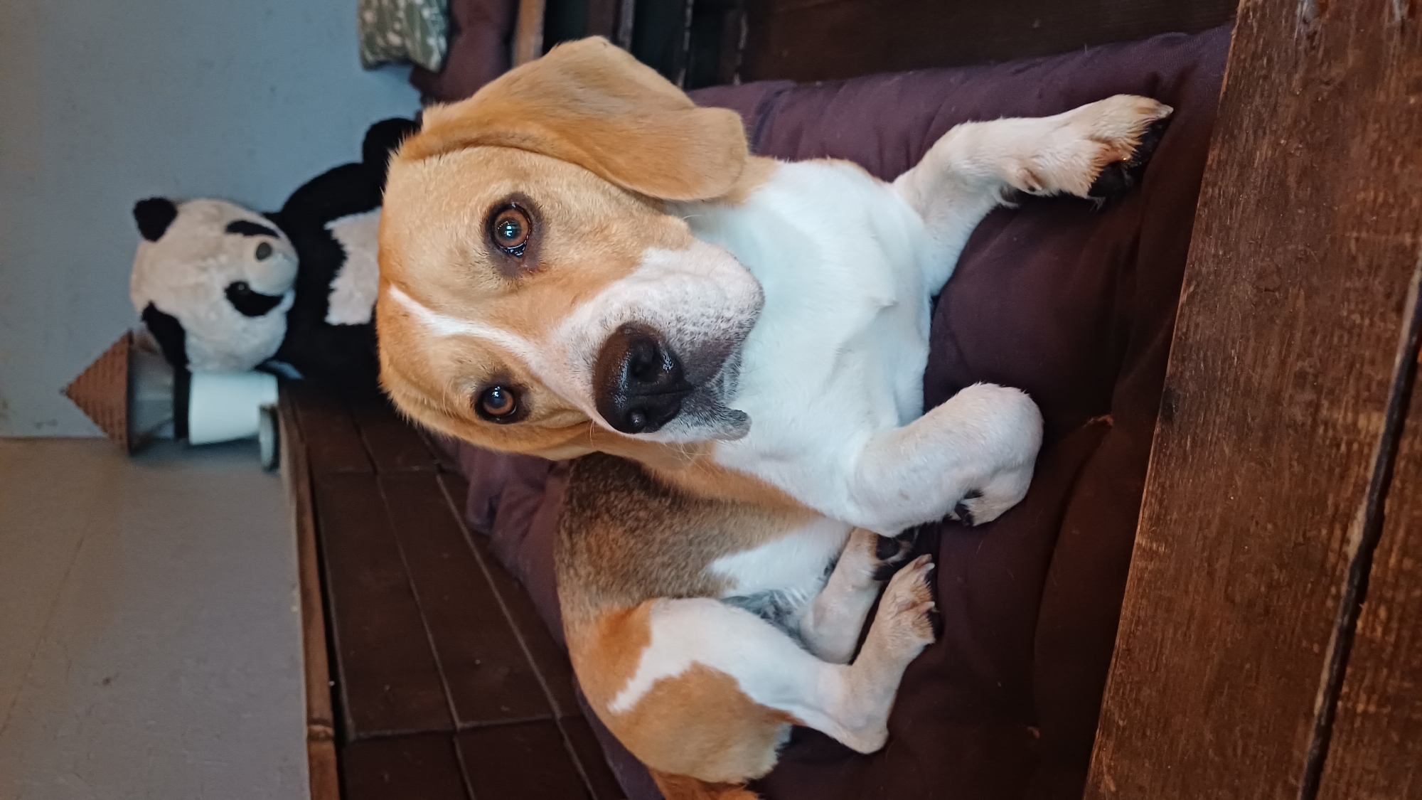 A beagle dog is lying on a dark brown cushion, tilting its head and looking at the camera. The dog is mostly white with tan patches on its ears, head, and back. Its paws are white with dark nails. A stuffed panda bear toy is visible on the left side of the frame, next to a small, decorative wooden house. The background is slightly blurred, revealing a wall. The location is Timokhovo, Russia.