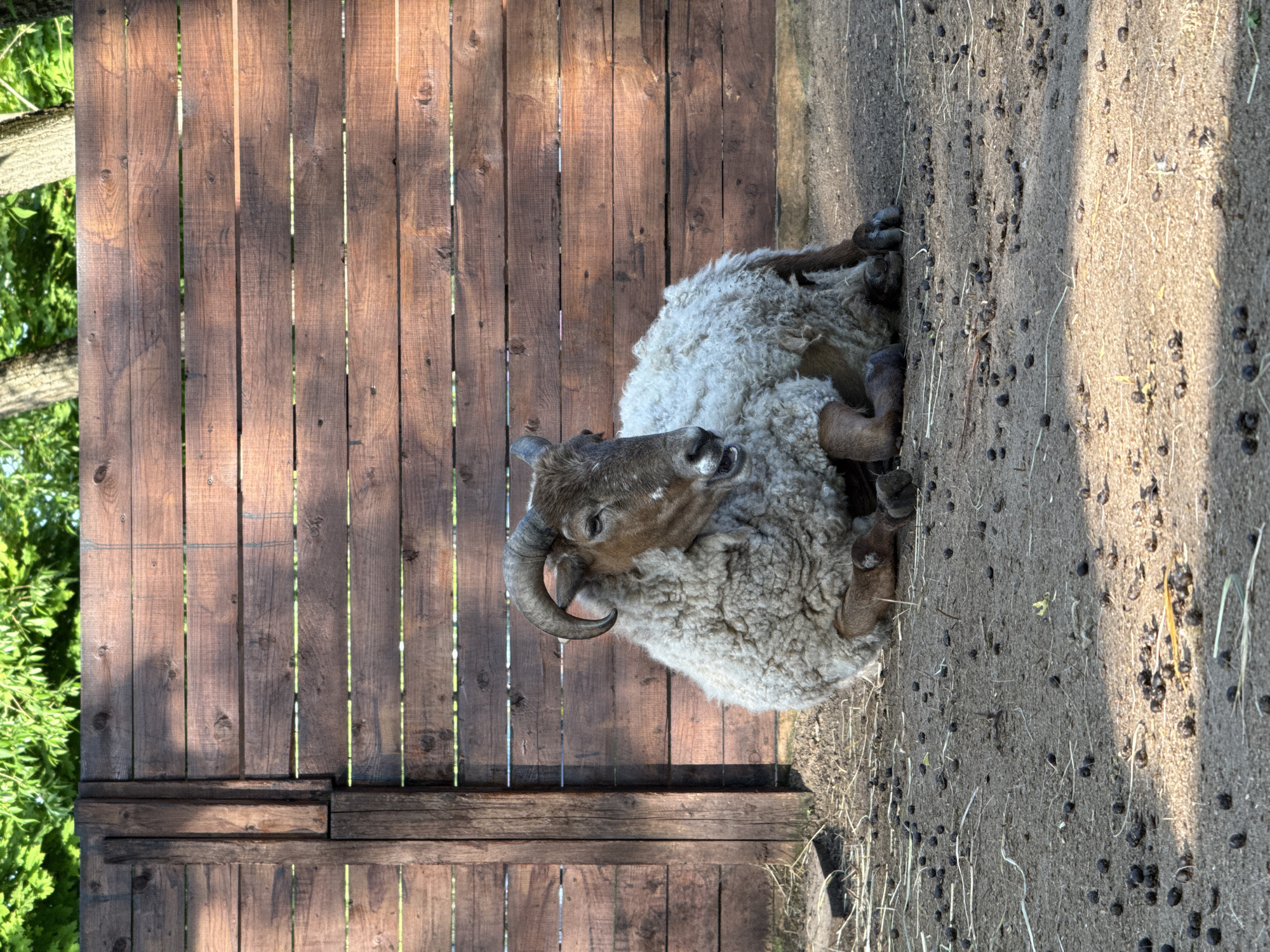 The image shows a resting ram. The ram has brown fur on its head and legs, a thick white wool coat, and curved horns. It lies on the ground, which is covered in dirt, small black pellets, and bits of straw. Next to the ram is a weathered wooden fence made of vertical planks. Behind the fence, green trees are visible. The location is most likely the Moscow Zoo in Russia.