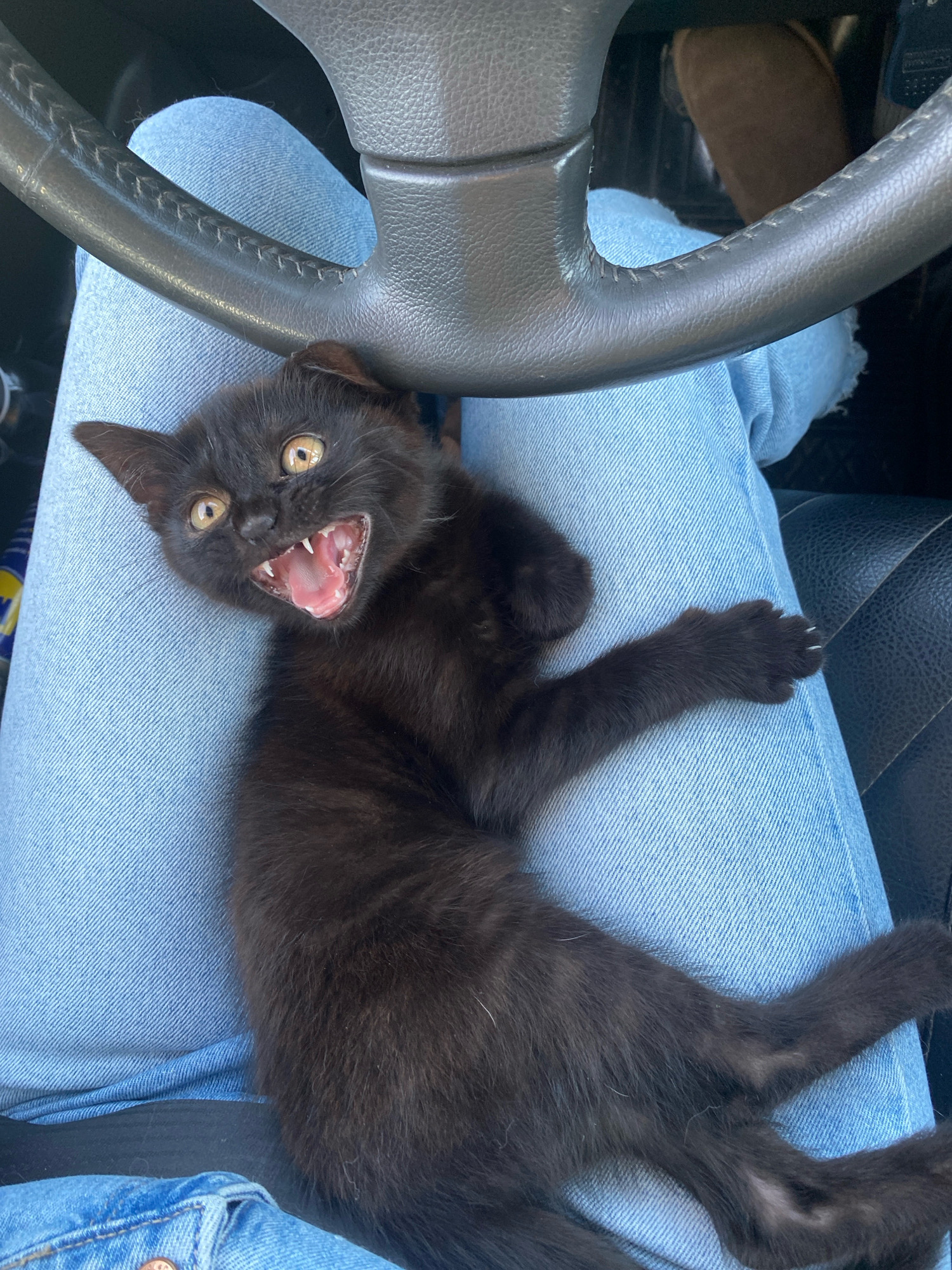 A black kitten is lying on a person's lap, which is covered by light blue jeans. The kitten has its mouth open, showing its teeth and pink tongue, and appears to be hissing or meowing. A black steering wheel is visible in the upper portion of the image, suggesting the scene takes place inside a car. The person's leg, clad in jeans, is visible below the steering wheel. The background is dark, indicating the interior of a vehicle. There is no specific information available about the location being in Minsk, Belarus.