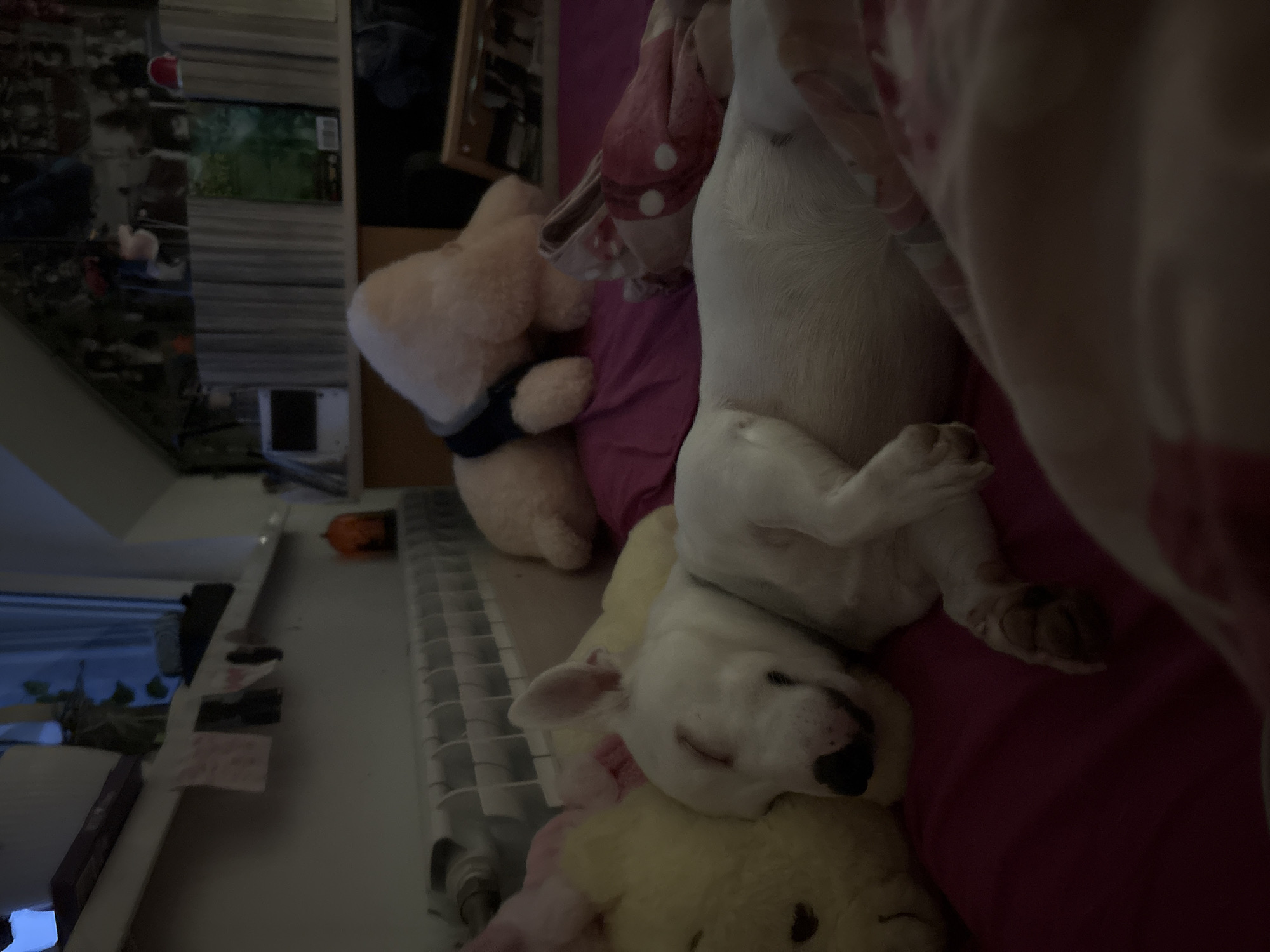 A white dog is sleeping soundly on a bed with pink sheets. The dog is nestled between a large yellow stuffed bear and a fluffy pink stuffed animal. In the background, there is a window with blue curtains and shelves filled with books and decorative items. A white radiator is visible below the window sill.