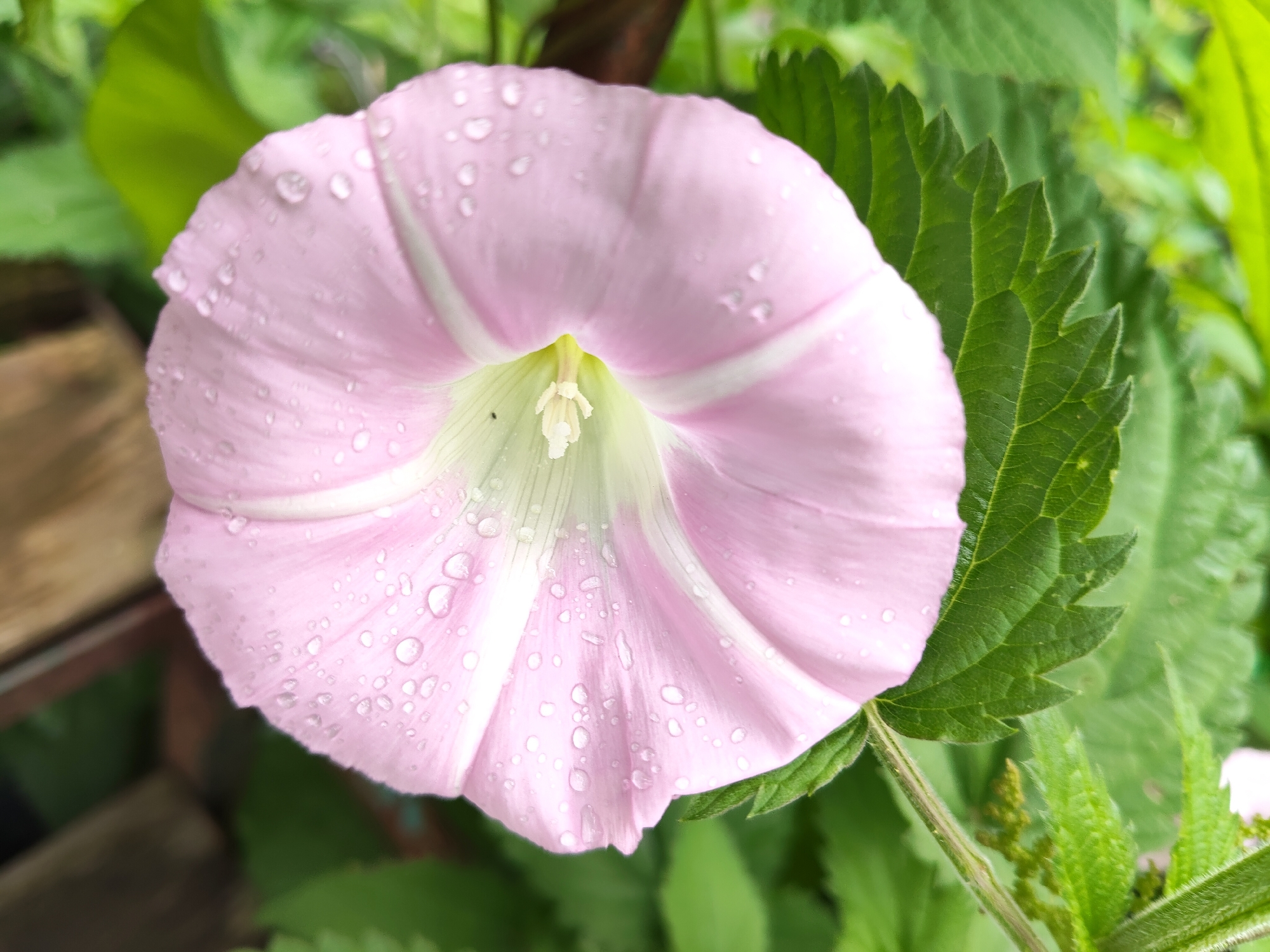 This is a close-up, overhead shot of a single, open pink morning glory flower, glistening with numerous water droplets. The flower has five distinct petals that radiate from a pale green center, where a small, white stamen is visible. White stripes run down the center of each petal, creating a delicate pattern. The background is filled with lush, green foliage, some of which is in sharp focus and shows the serrated edges of leaves. To the left of the flower, a blurred wooden object and some green foliage are visible, hinting at an outdoor garden setting. The presence of water droplets suggests that it may have recently rained or that the dew is still present on the petals. The lighting is soft and diffused, indicating it could be morning or a cloudy day. The overall impression is one of natural beauty and freshness, evoking a peaceful garden scene in Венюково, Russia.