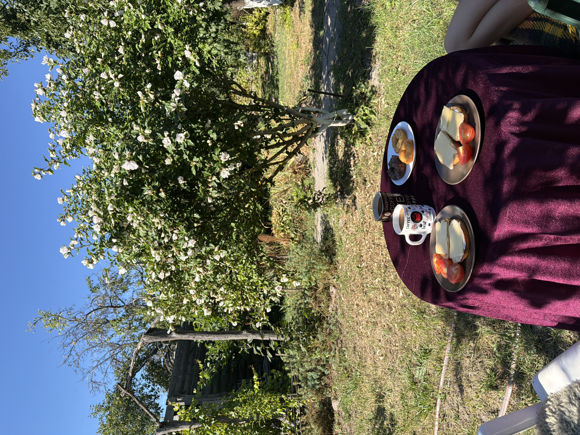 The image depicts a table set for breakfast in an outdoor garden setting. The table is covered with a dark purple tablecloth and features two plates of food, two mugs of coffee, and a small plate with two donuts. One plate holds two sandwiches with cheese and tomato slices, while the other has two donuts. The mugs have coffee visible inside. In the background, a large tree with white flowers is in bloom, casting shadows on the ground. A wooden structure and lush green foliage are also visible. The ground is covered with dry grass and some green patches. A person's legs are visible on the right side of the frame, suggesting their presence. The overall scene suggests a peaceful morning meal outdoors. The location is identified as Mali Kosharyshcha, Ukraine.