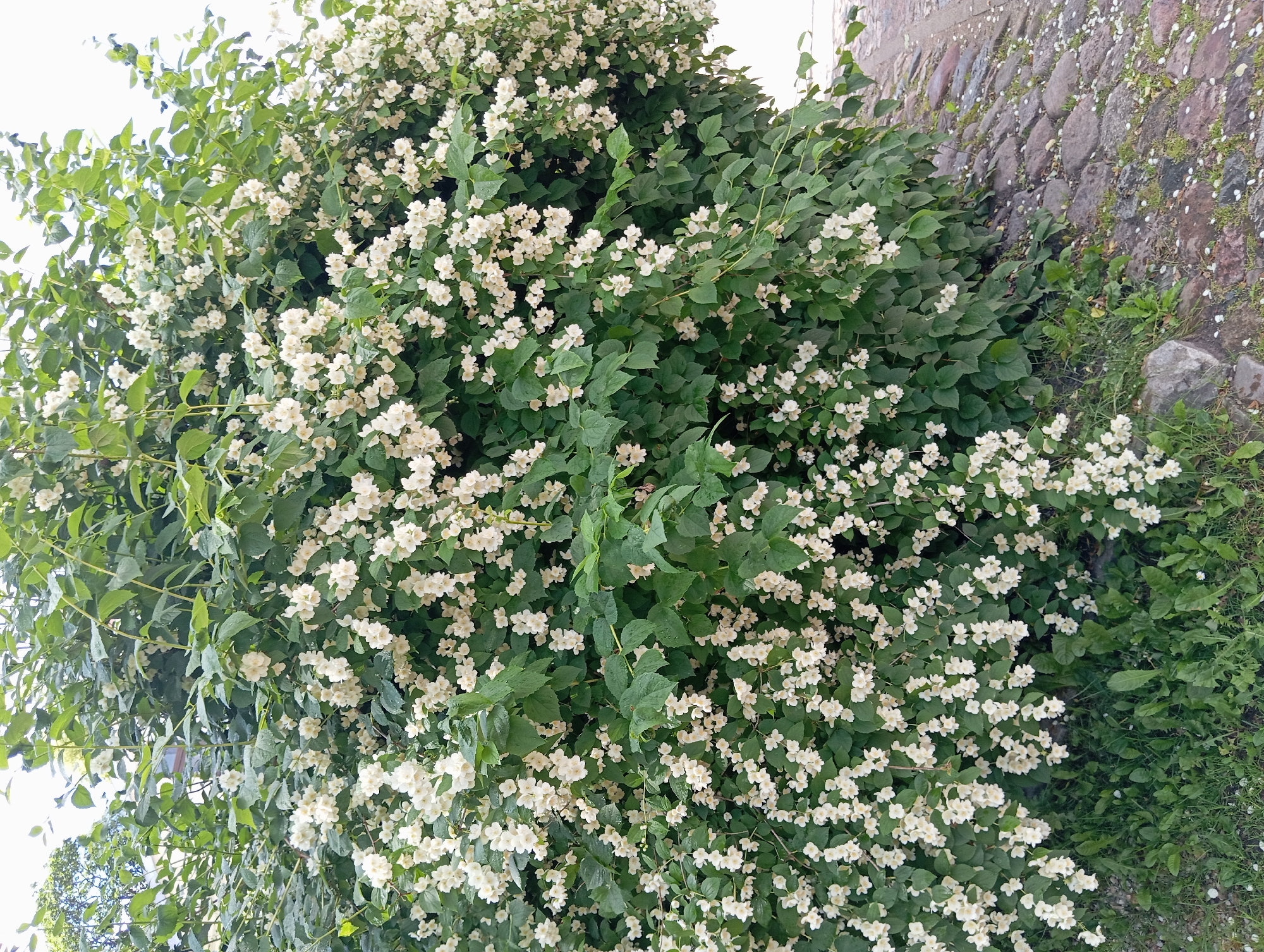 The image shows a large, bushy flowering shrub with abundant white blossoms. The shrub is dense and fills most of the frame, with numerous small, delicate white flowers clustered on green stems and leaves. The background is slightly out of focus, showing hints of greenery and a bright, overcast sky. The lower portion of the image reveals a cobblestone pathway adjacent to the shrub. Scattered on the pathway are fallen petals from the flowers, suggesting the shrub is in full bloom. The overall scene is natural and tranquil, depicting a plant in an outdoor urban environment. The location is identified as Unknown, Unknown.