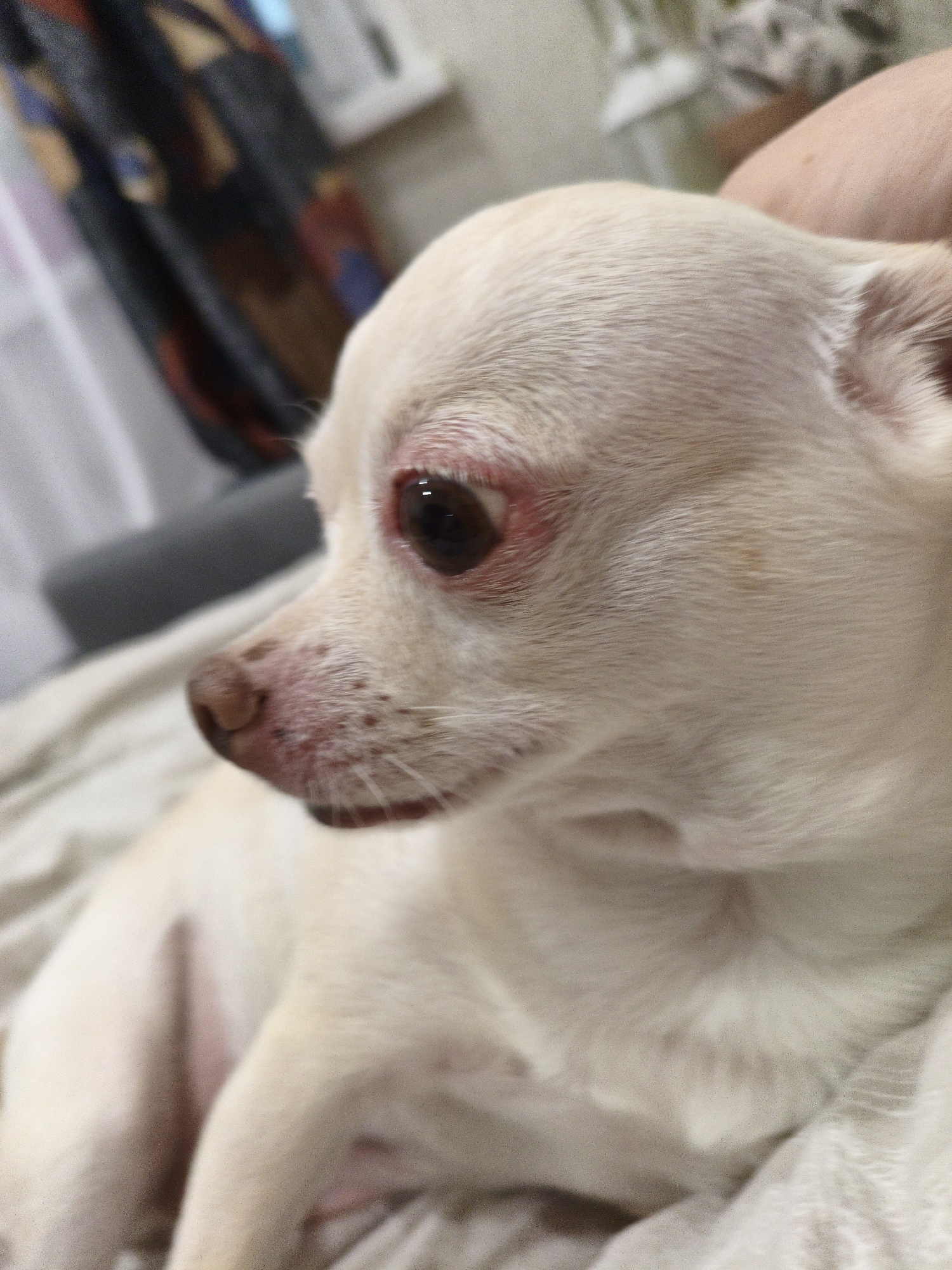 A light-colored chihuahua dog is lying down on a light-colored blanket. The dog is facing to the left, and its head is turned slightly to the left as well. The dog's eye is visible, and it appears to be slightly red. The dog's nose is also visible, and it appears to be a light brown color with some dark spots. The background of the image is blurred, but it appears to be an indoor setting. The image was taken in the city of Chelyabinsk, Russia.