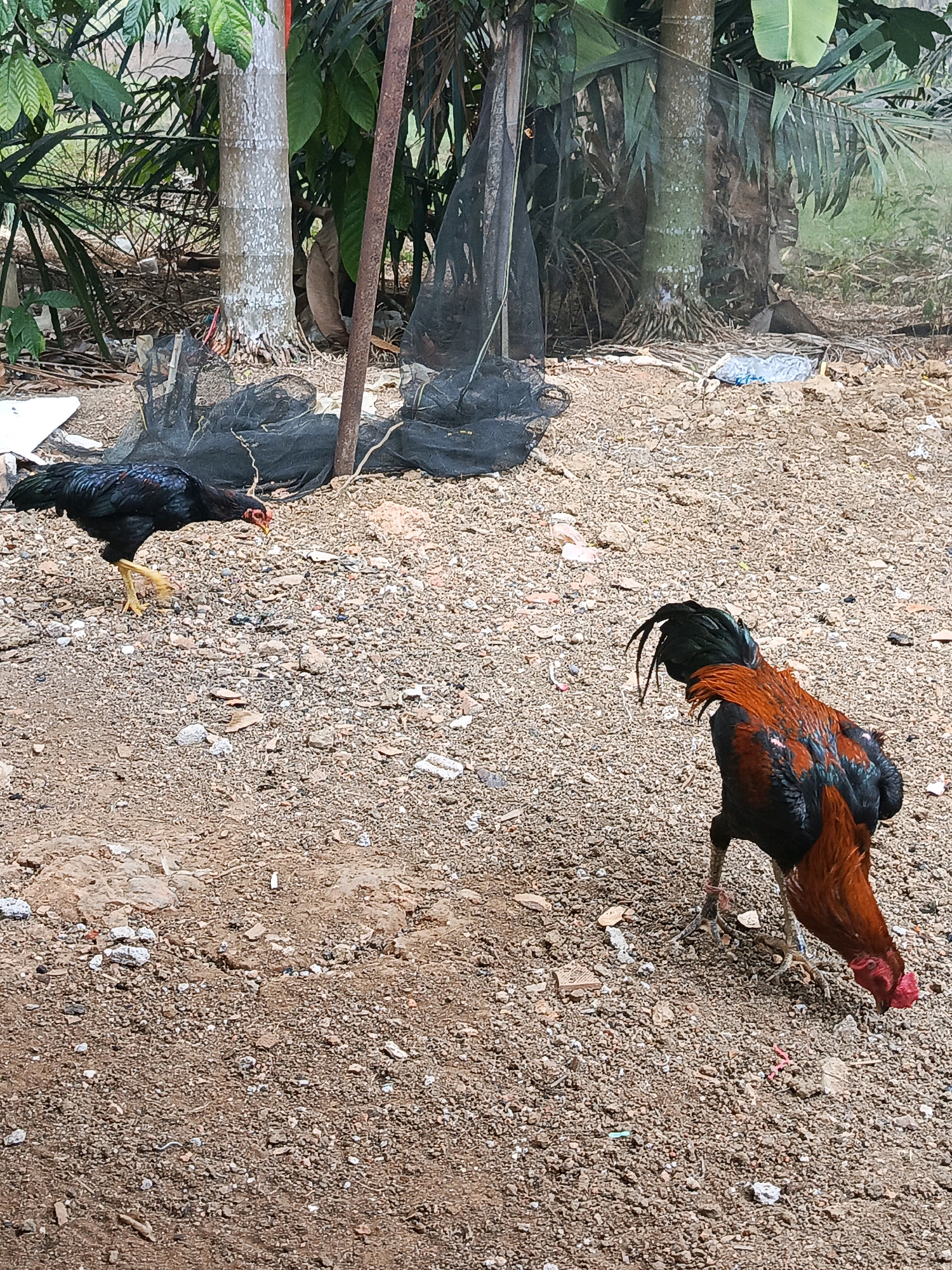 Two roosters are on a dirt and gravel ground in a yard. The rooster on the left is black with iridescent blue and green feathers and is facing left. The rooster on the right is predominantly reddish-brown with black accents and is facing away from the camera, pecking at the ground. In the background, there are trees, palm fronds, and a dark net draped over a pole. The ground is covered in small stones and debris. This scene is likely in the outdoor area of a residence in Megang Sakti I, Indonesia.