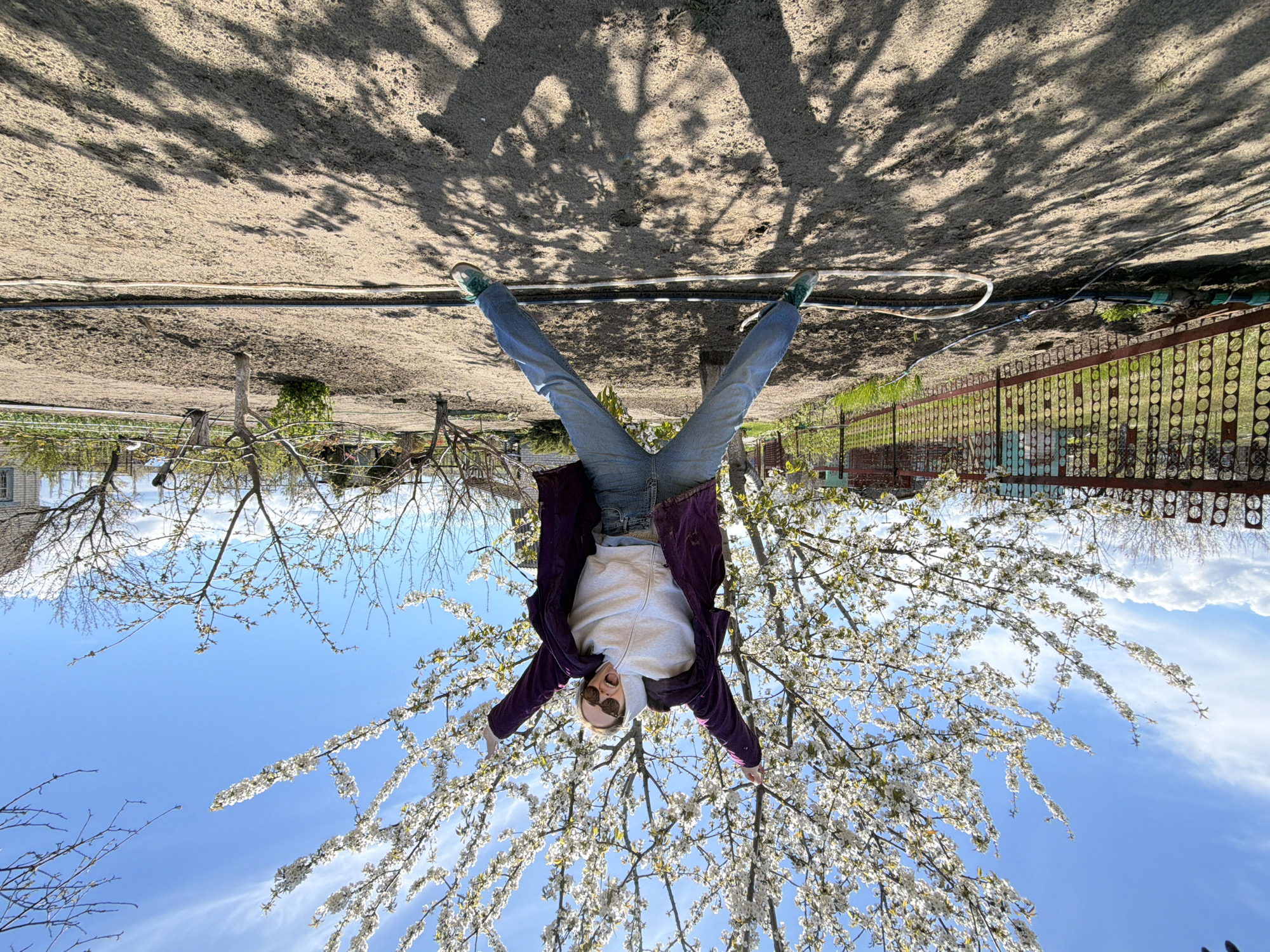 The image depicts a person performing a handstand in an outdoor setting. The person is wearing jeans, a light-colored hoodie, a purple jacket, sunglasses, and sneakers. Their legs are spread in a V-shape. Above their feet is a dry, sandy ground covered with tree shadows. A thin white pipe and a black hose are laid horizontally across the ground. A fence is visible in the background. Below the person are the branches of a blossoming tree set against a blue sky with some wispy clouds. The image is rotated 180 degrees, giving the impression that the person is standing upright. No specific location details relating to the city of Kamyshin, Russia, can be determined from the image.