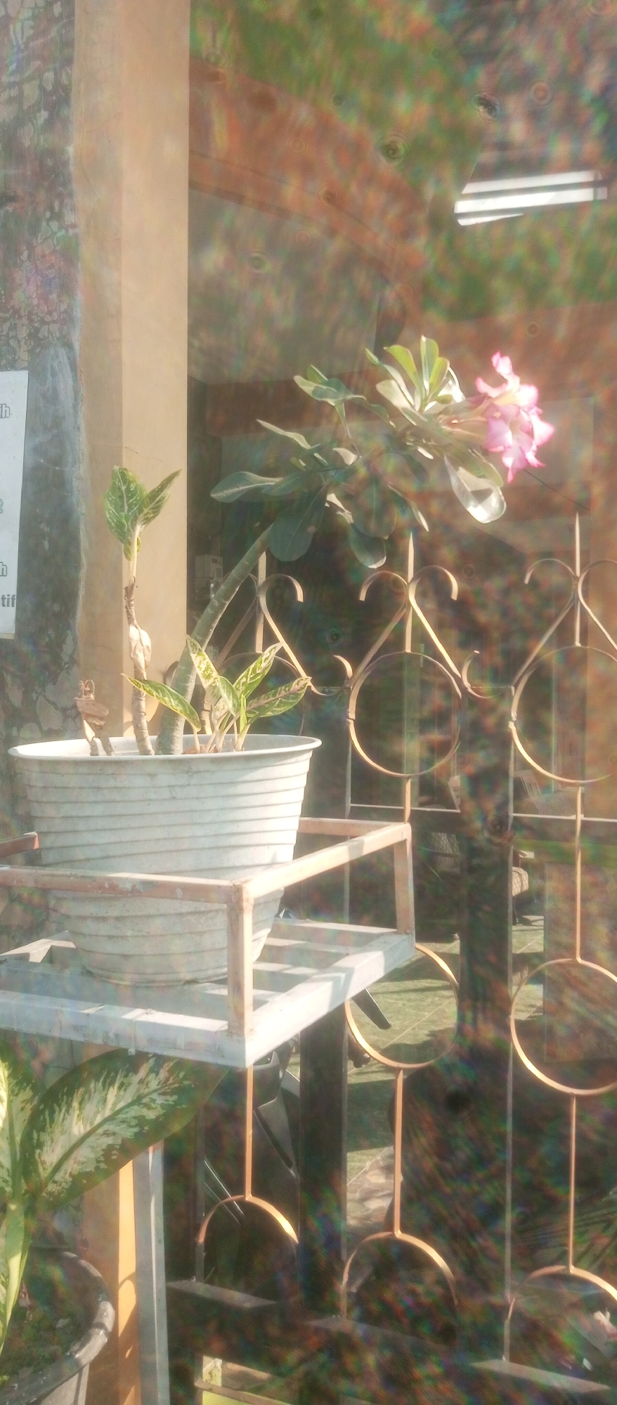 This is a vertical, medium shot photograph of a plant in a white pot on a metal stand. The plant has several green leaves and a few pink flowers at the top. The pot is white and has horizontal ribbed detailing. It sits on a two-tiered metal stand that is rust-colored. Behind the plant, there is a dark metal fence with circular and heart-shaped decorative elements. In the background, out of focus, there are trees and some sun glare, creating a rainbow effect across the image. To the left of the plant, there is a beige wall with some writing that is difficult to read. To the far left, there is a pot with a large green leaf. The scene appears to be outdoors, likely in a residential area or garden in Kediri City, Indonesia, given the style of the fence and the tropical flora.