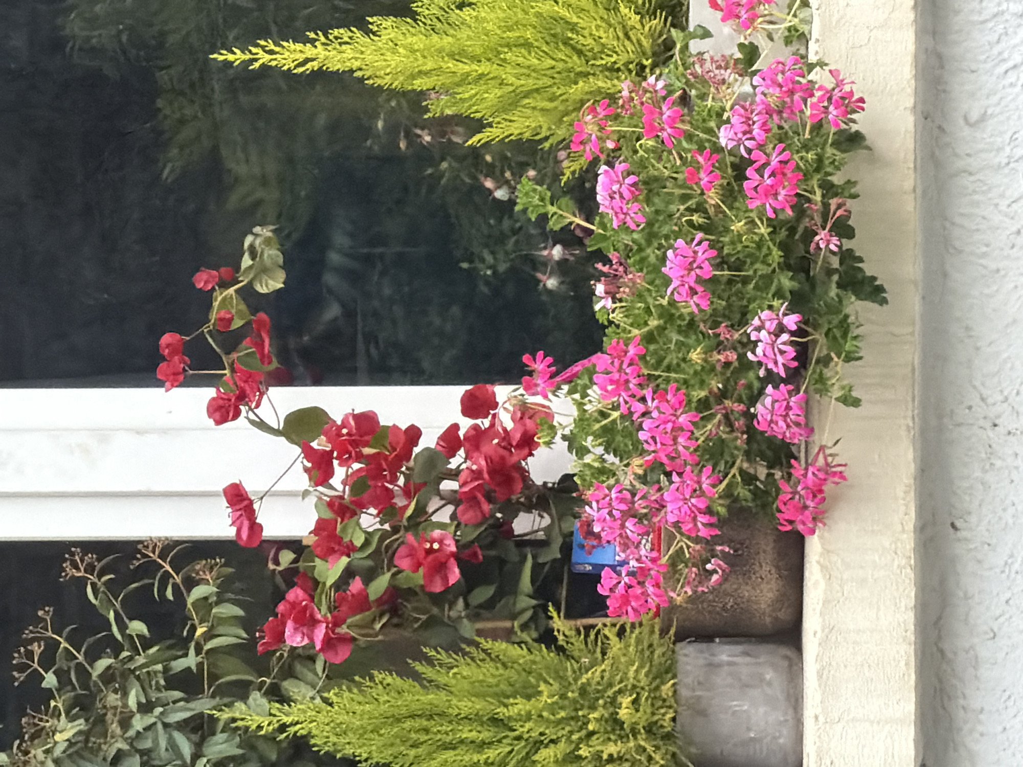 A close-up shot depicts a window box filled with an assortment of plants and flowers. Pink geraniums are prominently displayed alongside red bougainvillea. Green foliage, possibly golden cypress, adds texture to the arrangement. The window frame is painted white. A concrete wall is visible to the right of the window box.
The precise location within Sofia, Bulgaria, cannot be definitively determined from the image alone.