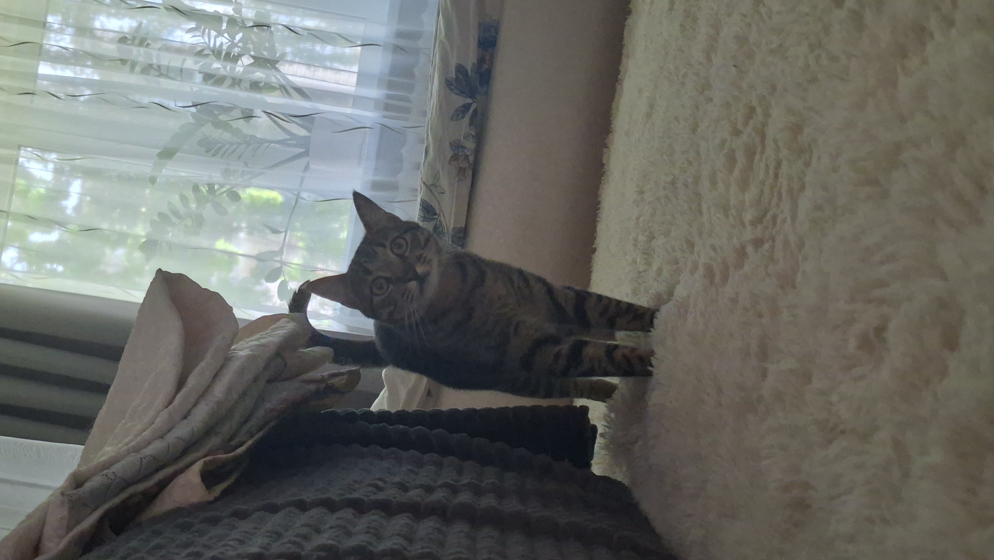 A tabby cat stands on a cream-colored shag rug in front of a window with sheer curtains. The cat is facing forward, looking directly at the camera with wide eyes. Behind the cat, to the left, is a pile of blankets or bedding. The window behind the cat has plants visible through the sheer curtains, with light filtering through, creating a bright and airy atmosphere. The overall impression is that of a domestic indoor scene. The image does not provide any specific information about the location within the city of Myadzyel, Belarus.