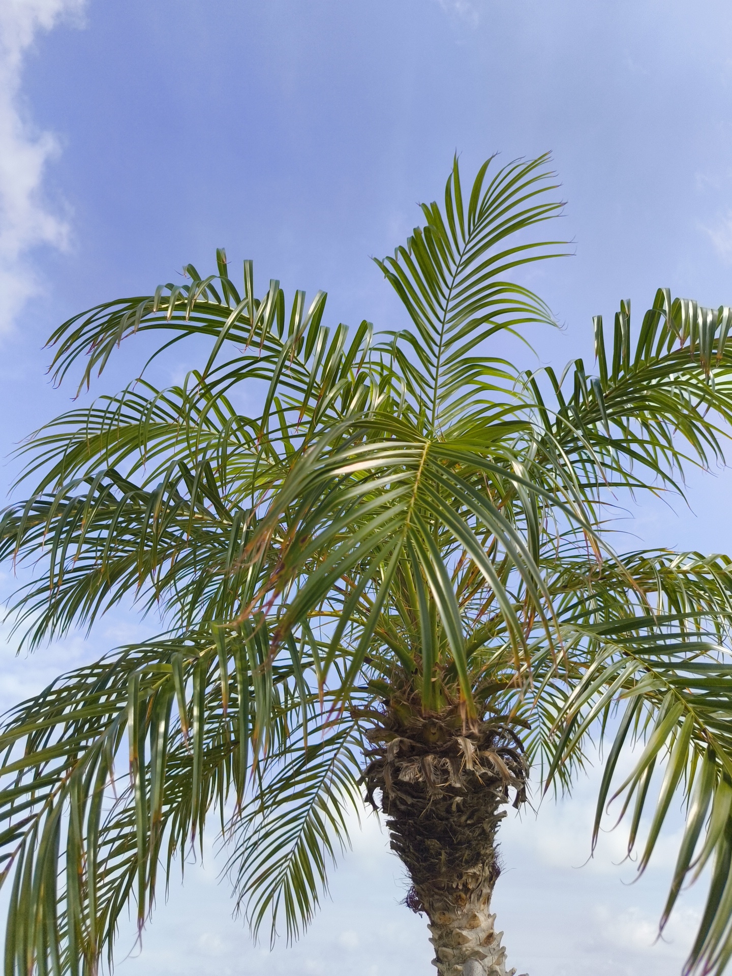 An upward-facing, low-angle shot captures the top portion of a palm tree against a bright blue sky with scattered white clouds. The palm tree's fronds, a vibrant green with some appearing slightly dry or reddish at the tips, spread outwards and downwards. The trunk of the palm tree, textured with crisscrossing fibers, is visible at the bottom of the frame. The scene appears to be outdoors, likely in a tropical or subtropical climate. Given the context of Phú Quốc, Vietnam, this image likely depicts a common sight along the island's beaches or in its tropical gardens.