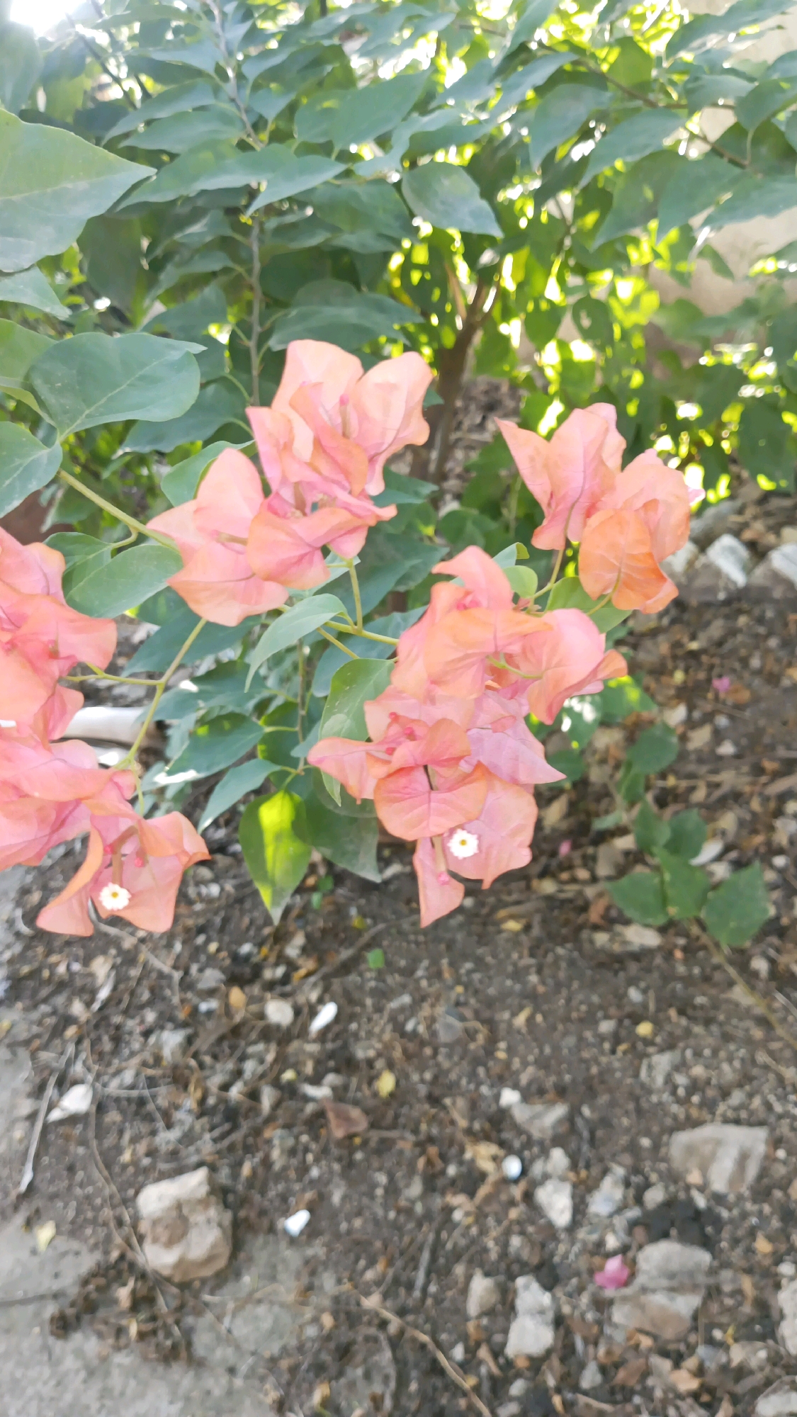 A cluster of salmon-pink bougainvillea flowers are in bloom, with their paper-like bracts unfurling. The flowers are attached to thin, woody stems, and some are partially obscured by lush green leaves. The background is a mix of dappled sunlight filtering through the foliage and a rough, dry ground covered with dirt, small stones, and twigs. Some larger rocks are visible on the ground. The overall impression is a snapshot of nature in a somewhat unkempt outdoor setting, possibly a garden or yard. The image's composition suggests it was taken at eye level, with the flowers filling the majority of the frame. The lighting indicates it is daytime, with sunlight creating highlights and shadows. No people or animals are present in the scene. The specific location in Ahilyanagar, India, is not visually identifiable from the image itself, but it depicts a common type of flora and environment found in such regions.