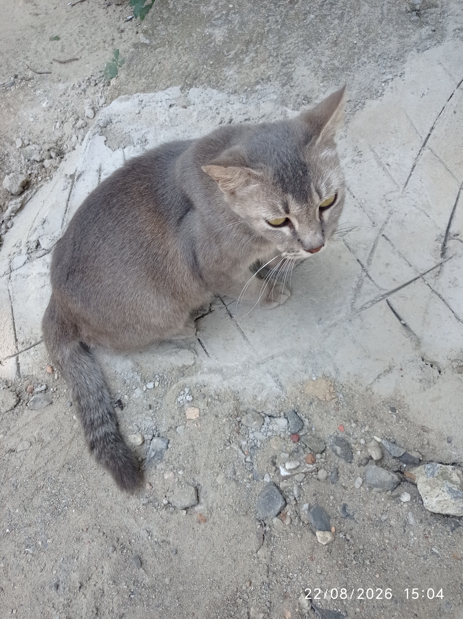 A gray cat is captured in an overhead shot, resting on a cracked concrete surface amidst a scattering of sand and small stones. The cat, with its light yellow eyes and delicate white whiskers, appears alert and is looking downwards. Its tail, striped with darker gray, rests coiled beside it. The background suggests an outdoor environment, likely a weathered urban area. A timestamp at the bottom right corner indicates the image was taken on 22/08/2026 at 15:04. The scene is devoid of any human presence or interaction. This location is in Pangkalpinang, Indonesia.
