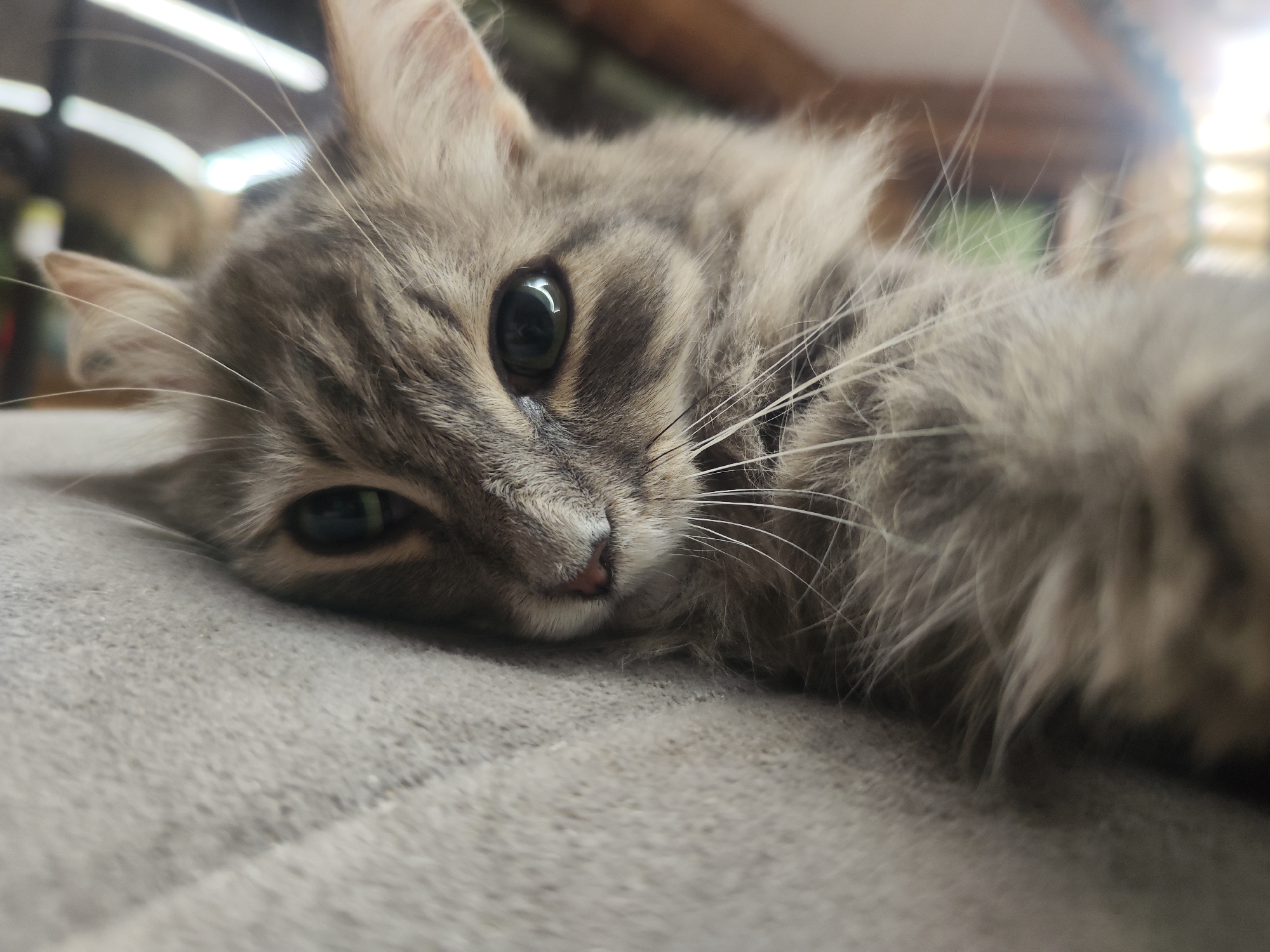 A close-up, eye-level photograph captures a domestic cat resting indoors. The primary subject is a long-haired or semi-long-haired cat, possibly a Maine Coon mix or similar breed, featuring prominent grey tabby markings with darker stripes on a lighter grey and white base fur. The cat's fur appears soft and fluffy.
The cat is positioned lying down on a light grey, soft textured surface, likely a couch or bed, which fills the foreground and extends beneath the animal. Its head is slightly tilted, and its large, dark, reflective eyes are a central feature, showing bright highlights indicative of an indoor light source. Long, white whiskers radiate from its muzzle, and a small, delicate pink nose is visible. A furry, grey front paw extends into the right side of the frame, suggesting a relaxed, stretched posture.
The background is softly blurred, showcasing indistinct shapes and light sources that suggest an indoor home setting, possibly with architectural elements like ceiling beams or diffused light fixtures. The overall lighting in the image is bright, consistent with an indoor daytime scene or well-lit artificial illumination. The cat's expression appears calm, relaxed, and observant, looking directly towards the viewer with a gentle gaze. No visible text is present in the image. The photo was taken in Chaikovsky, Russia.