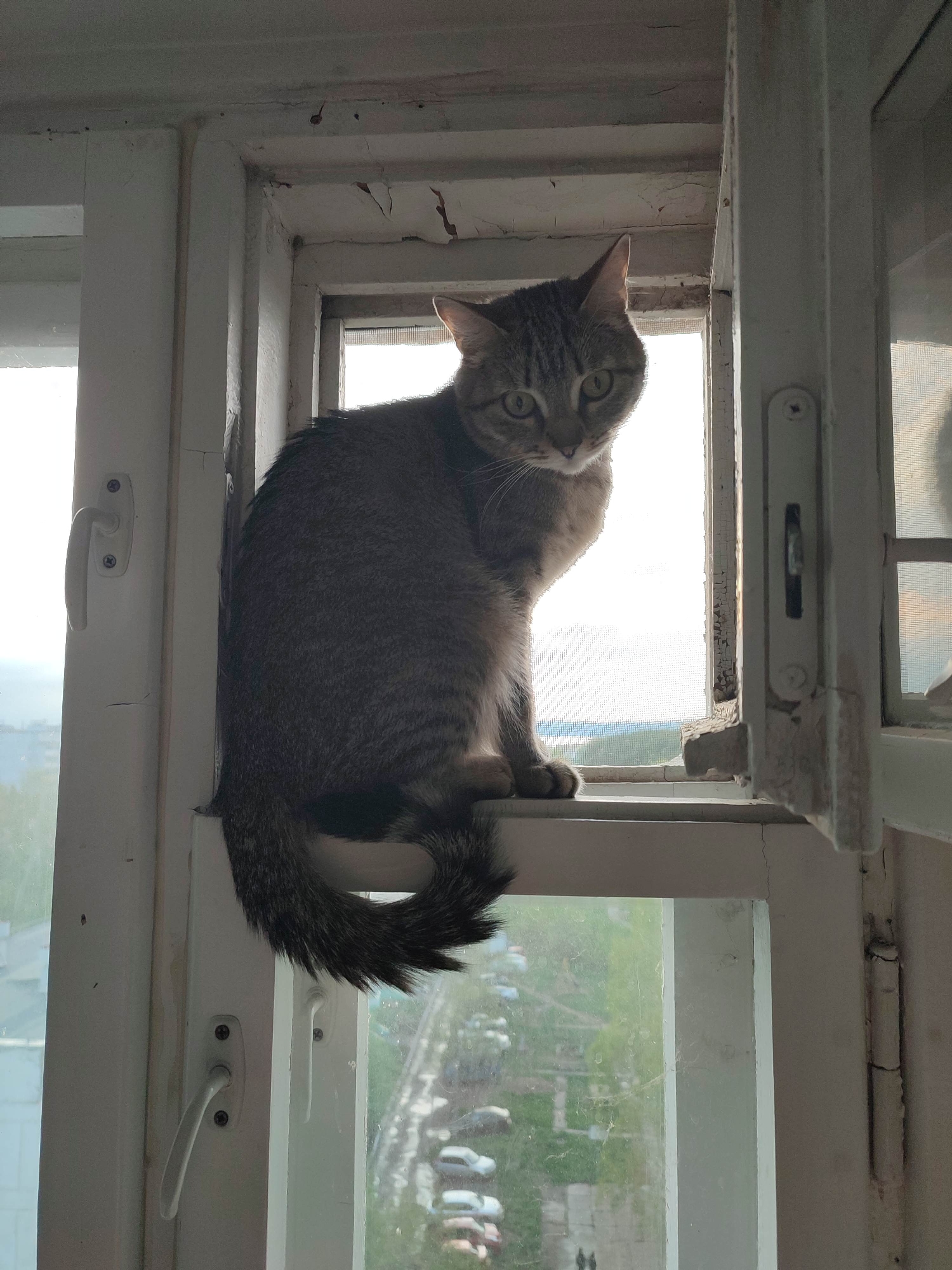 A medium shot captures a gray tabby cat perched on an open window in Unknown. The cat's body faces forward with its head slightly turned toward the viewer. The cat is sitting on the lower frame of an old, white-painted window. The window is ajar, and its right side is slightly protruding into the room. Through the window, a blurred view of a cityscape is visible, suggesting an urban environment. The lighting is bright, with sunlight streaming in through the open window. The window frame shows signs of wear, with peeling paint, and wear and tear indicating age.