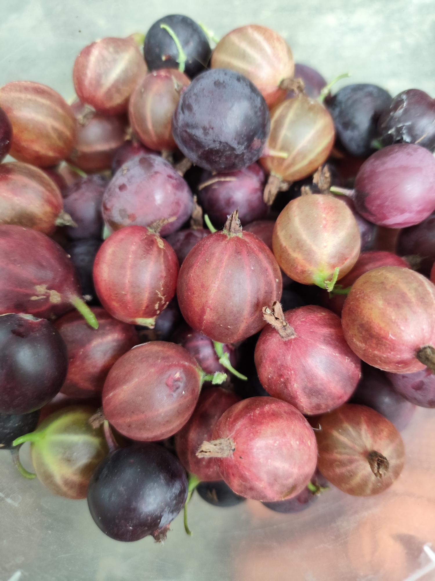 A close-up, top-down shot displays a pile of gooseberries. The berries exhibit a variety of colors, ranging from deep purple and dark red to lighter pink and translucent yellowish-green hues. Many of the berries show prominent vertical striations. Small green stems are visible on some of the fruits. The gooseberries appear to be loosely packed in a container, with the lower portion of the container faintly visible as a translucent, light-colored surface. The lighting is bright, casting subtle shadows and highlighting the textures of the berries. The image does not contain any people or clear indications of a specific city, including Znamenskiy, Russia.