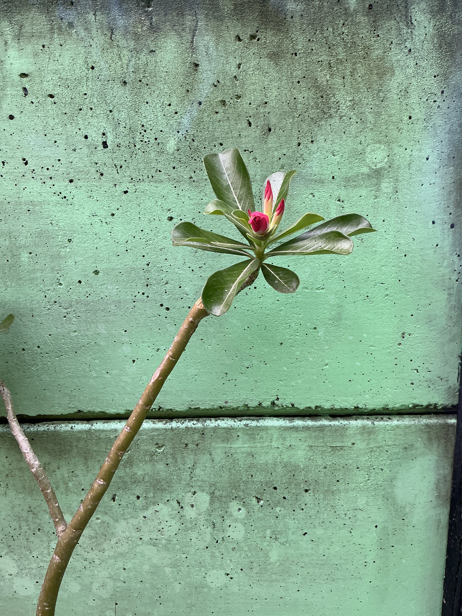 An unbloomed Adenium flower, also known as a desert rose, is shown in the foreground against a textured, light green concrete wall. The plant has several green leaves and two pink flower buds clustered at the top of its stem. The stem is angled diagonally upwards from the lower left corner towards the center of the image. The concrete wall is composed of two large rectangular sections, the upper section slightly darker than the lower one, with visible pores and some darker specks. The image appears to have been taken outdoors, possibly in a courtyard or garden setting in Magelang, Indonesia, given the commonality of this plant and concrete structures in the region. There are no people or animals present in the frame.
