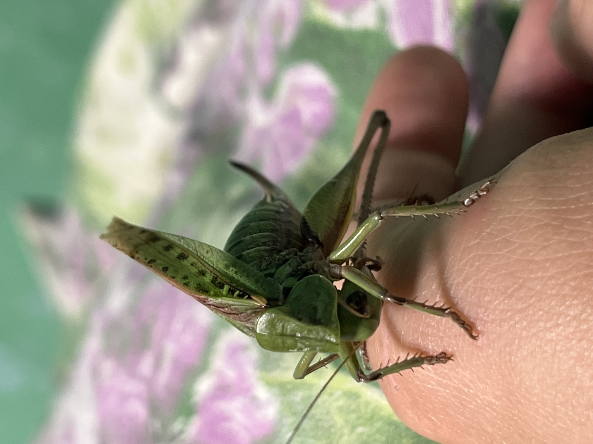 The image is a close-up, eye-level shot of a green katydid perched on a human finger. The katydid is facing left, with its body slightly angled away from the camera. Its wings are held upright and slightly spread, revealing dark spots. The katydid's legs are visible, gripping the textured skin of the finger. The background is a softly blurred surface with a pattern of green and pink floral elements, possibly a tablecloth or fabric. There is no visible context to indicate a specific location within Nizhny Tagil, Russia. The scene is focused entirely on the insect and its immediate surroundings.