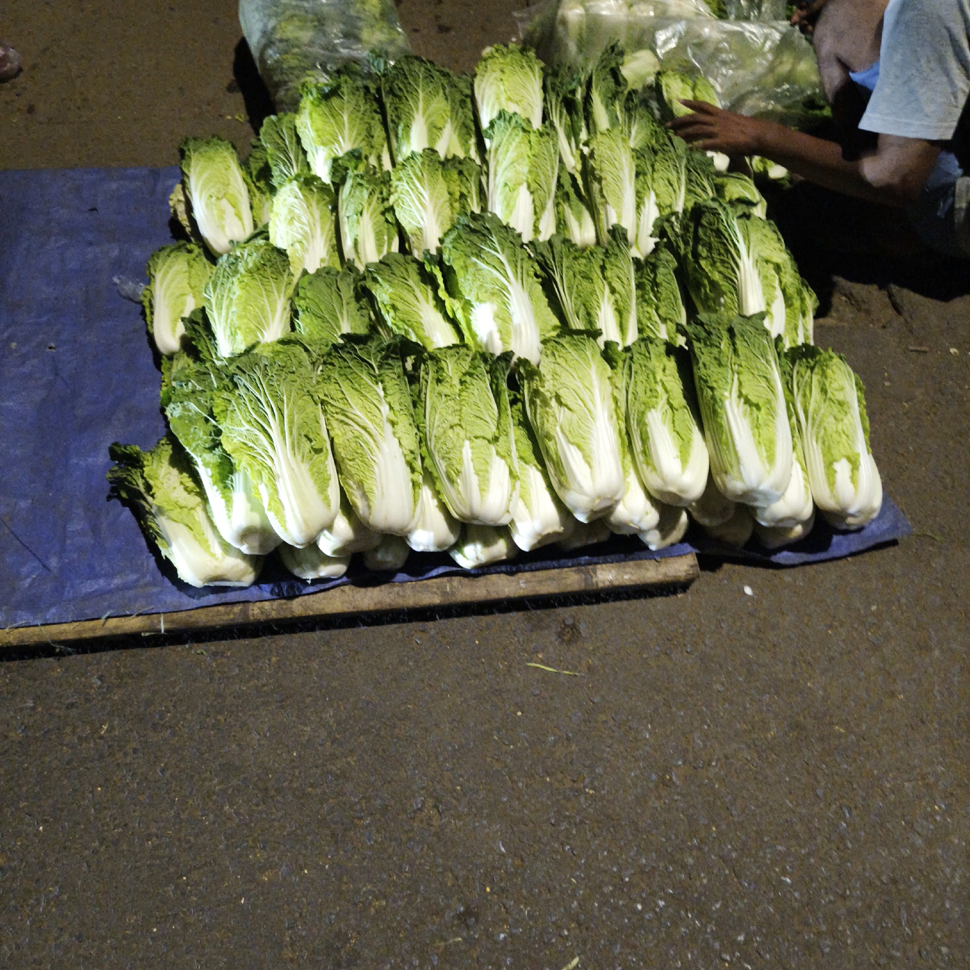 A large pile of Napa cabbage is displayed on a blue tarp on the ground. The cabbages are predominantly green with white cores, tightly packed and arranged in multiple rows. Some cabbages are cut in half, revealing their layered interior. A person's arm and shoulder, wearing a light blue t-shirt, are visible on the right side of the frame, partially obscured by the cabbages. Their hand is reaching towards the vegetables. The ground beneath the tarp appears to be asphalt or concrete, with scattered debris. In the background, plastic bags are visible, likely containing more produce. The scene suggests an outdoor market or street vendor setting in South Jakarta, Indonesia.
