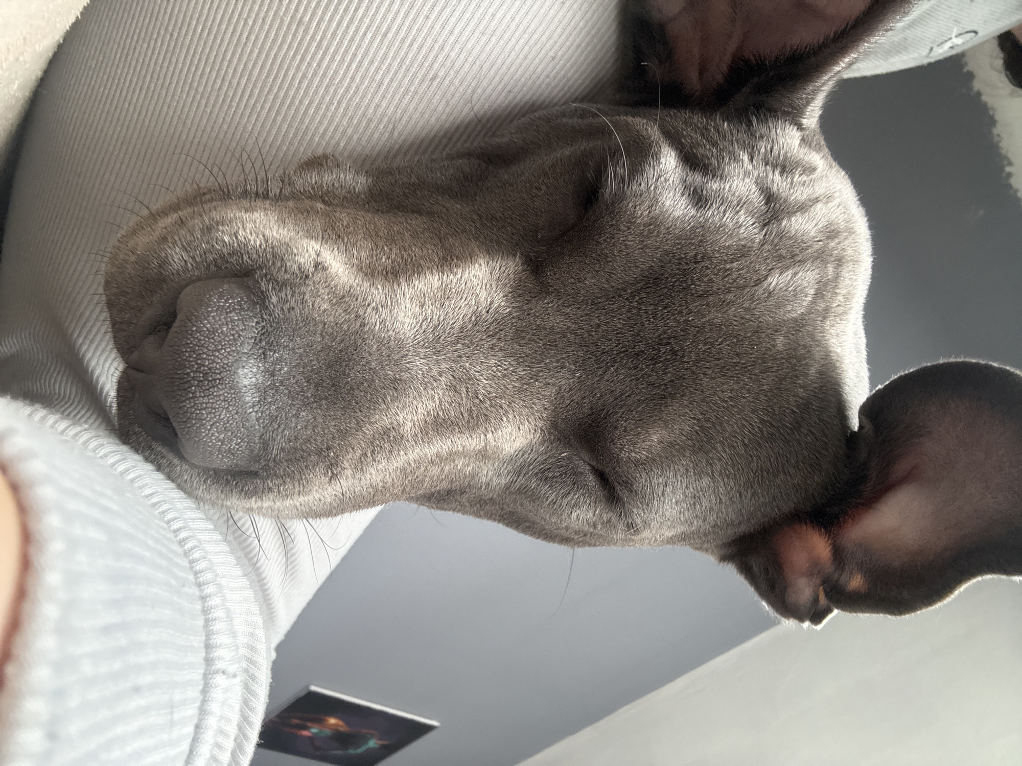 The image is a close-up, low-angle shot of a grey dog, possibly a Weimaraner or similar breed, sleeping on a white ribbed surface, likely a person's lap or clothing. The dog's head is positioned downwards, with its nose and muzzle near the left edge of the frame. The dog's eyes are closed, and its ears are visible on the right side of the image. The background appears to be a light grey wall. A small object with colorful art is visible in the bottom left corner. No indication is given that this is in Varna, Bulgaria.