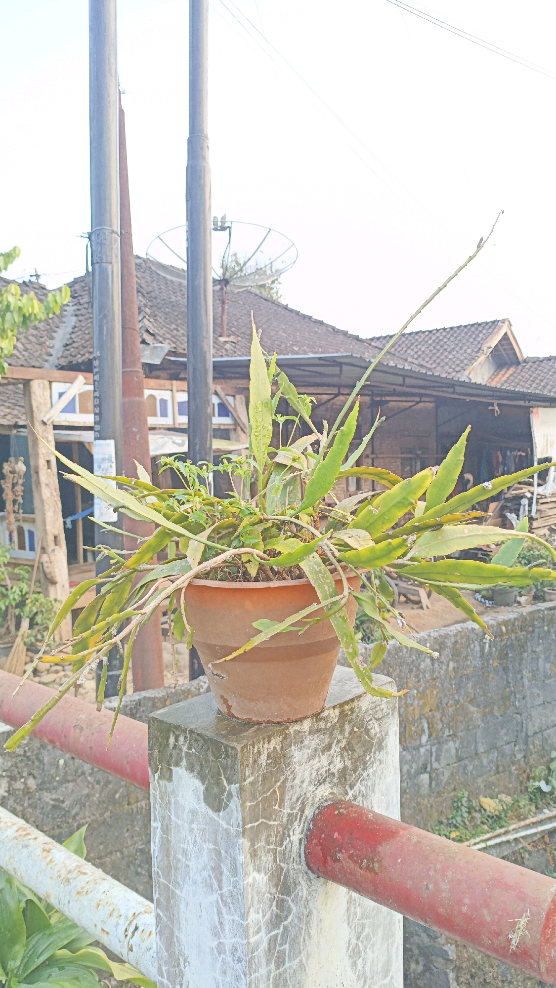 An outdoor medium shot captures a terracotta pot filled with a trailing green plant. The pot is positioned on top of a weathered concrete pillar. Behind the pillar, a red metal railing runs horizontally across the frame, with another railing, partially visible and painted white and red, running beneath it. The background reveals a collection of modest, rustic houses with tiled roofs. Two tall, slender poles stand vertically, one of them appearing to be a utility pole with a satellite dish attached to its upper section. The sky above is bright and overcast. The scene appears to be in a residential area in Salatiga, Indonesia, characterized by its semi-rural architecture and visible infrastructure.