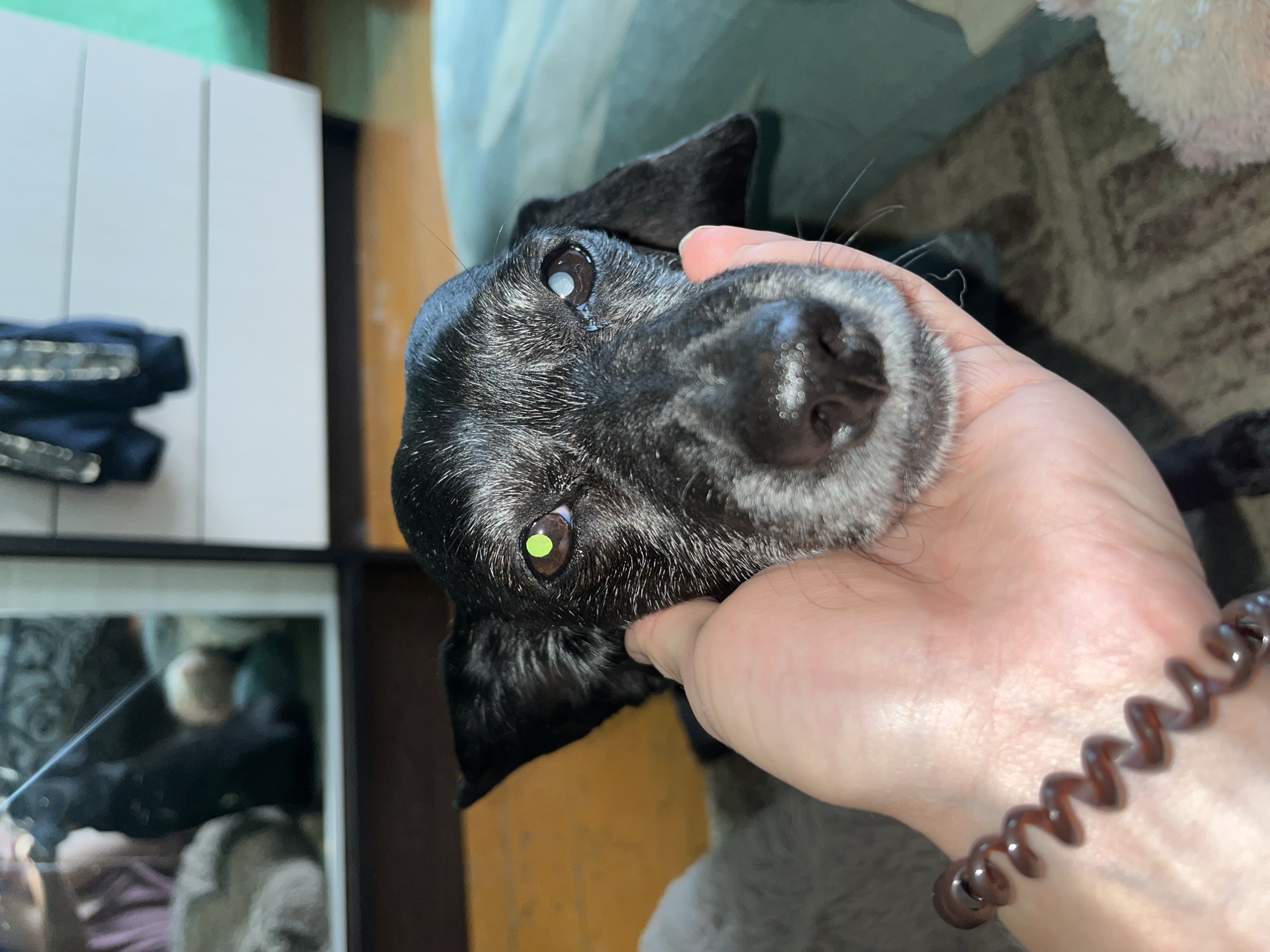 A close-up shot shows a hand gently stroking the face of a black dog with graying fur, indicative of an older dog. The dog's eyes are notable: one has a bright green reflection, while the other appears clouded or has a cataract. The background is slightly blurred, showing what appears to be an indoor setting with furniture. There is no indication of Nizhny Tagil, Russia, or any specific city location in the image.